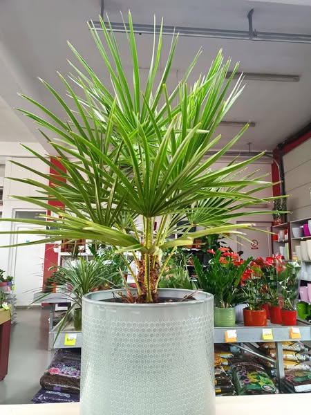 Palma Chamaerops "Humilis"