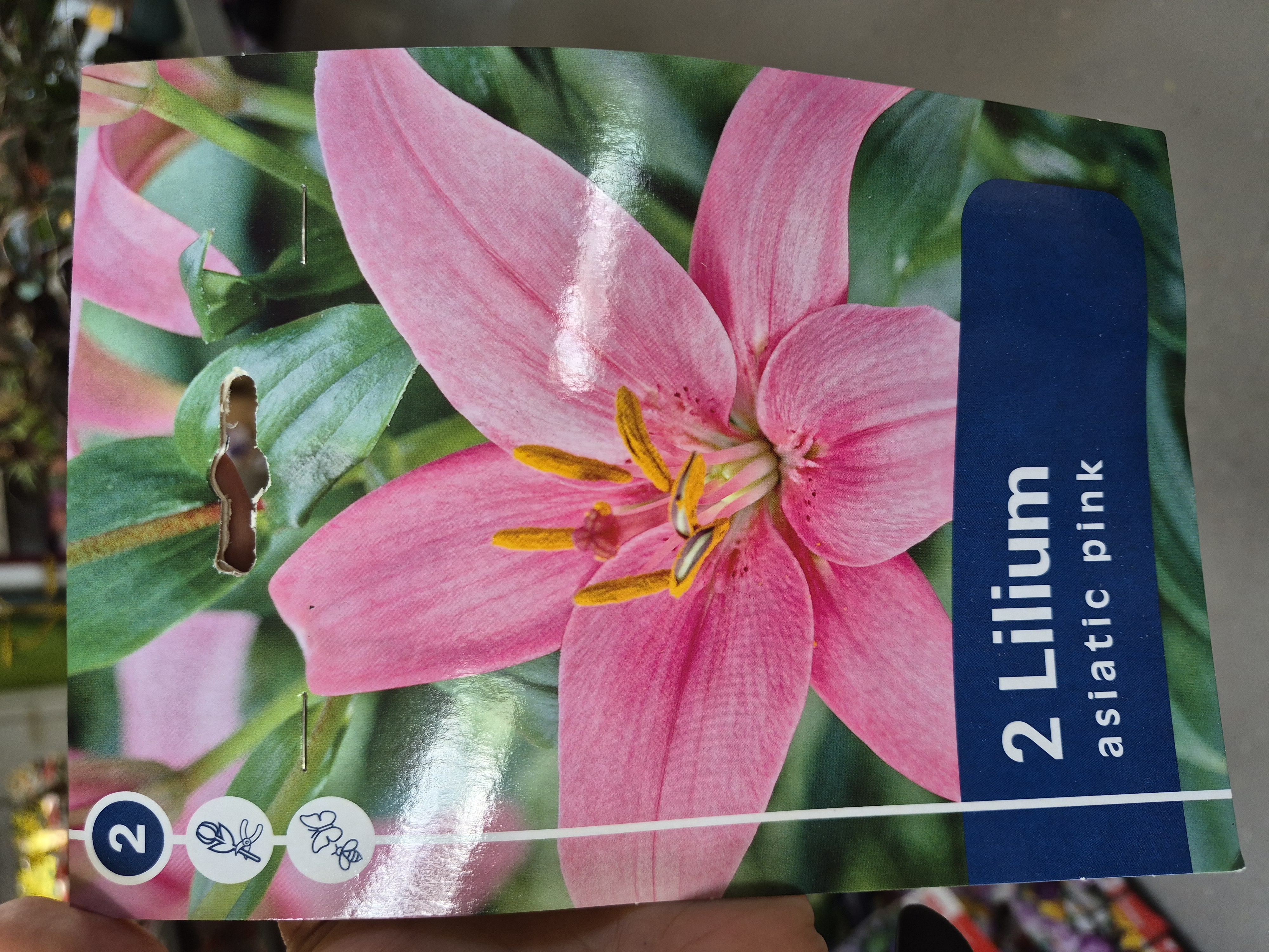Ljiljan azijski, pink