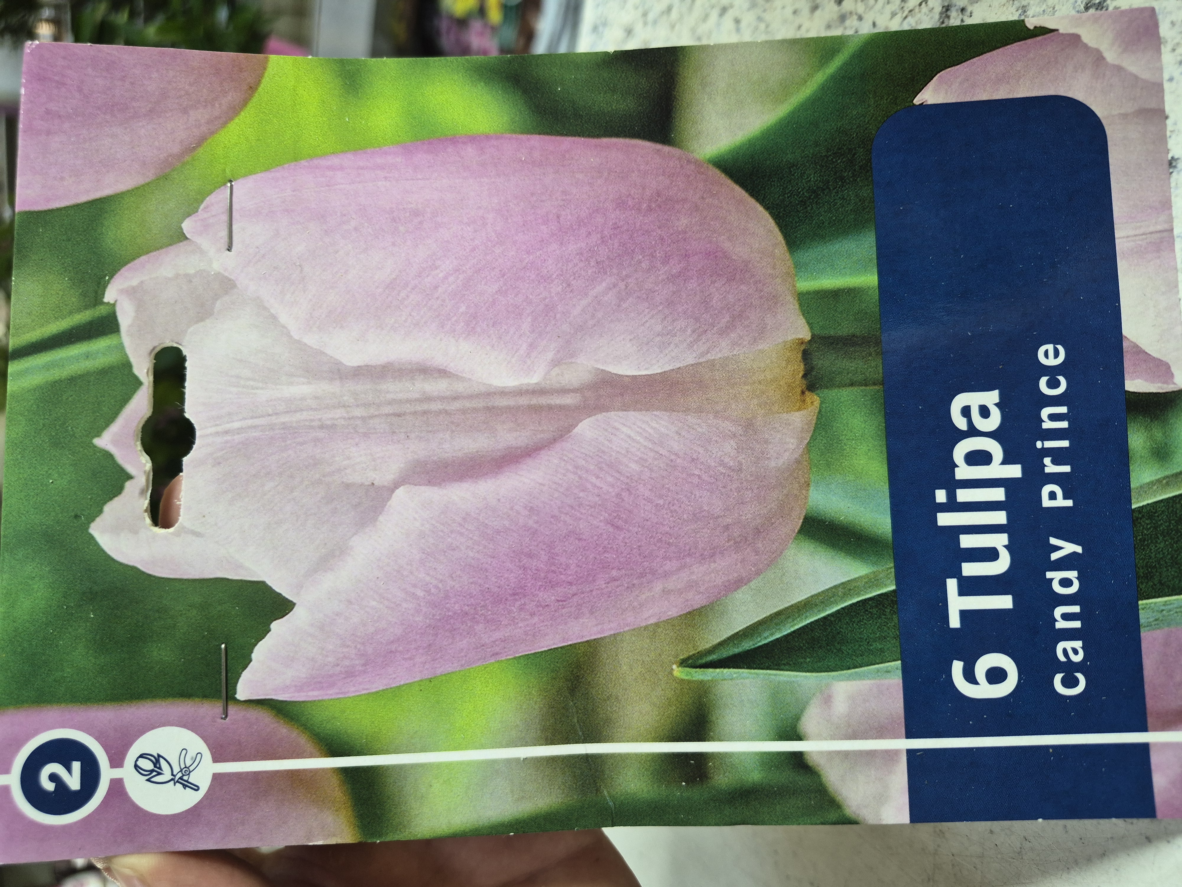 Tulipan Candy Prince