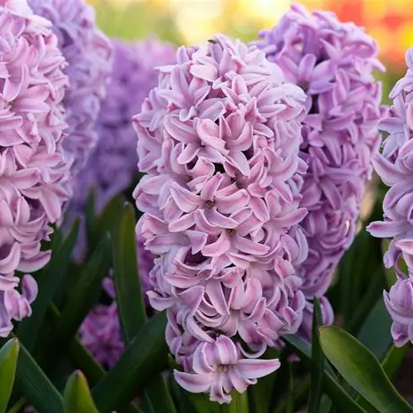 Zumbul Splendid Cornelia
