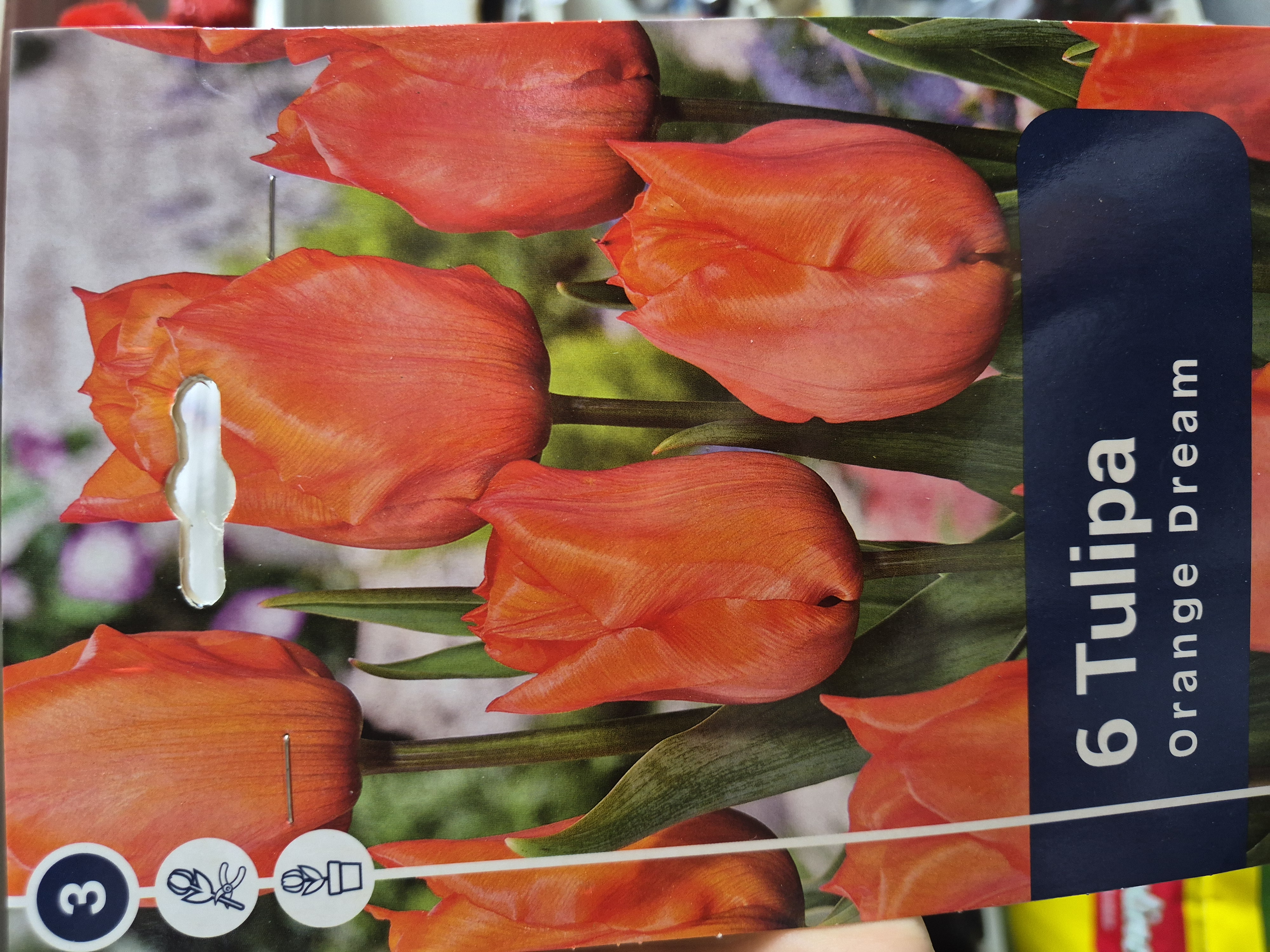 Tulipan Orange Dream