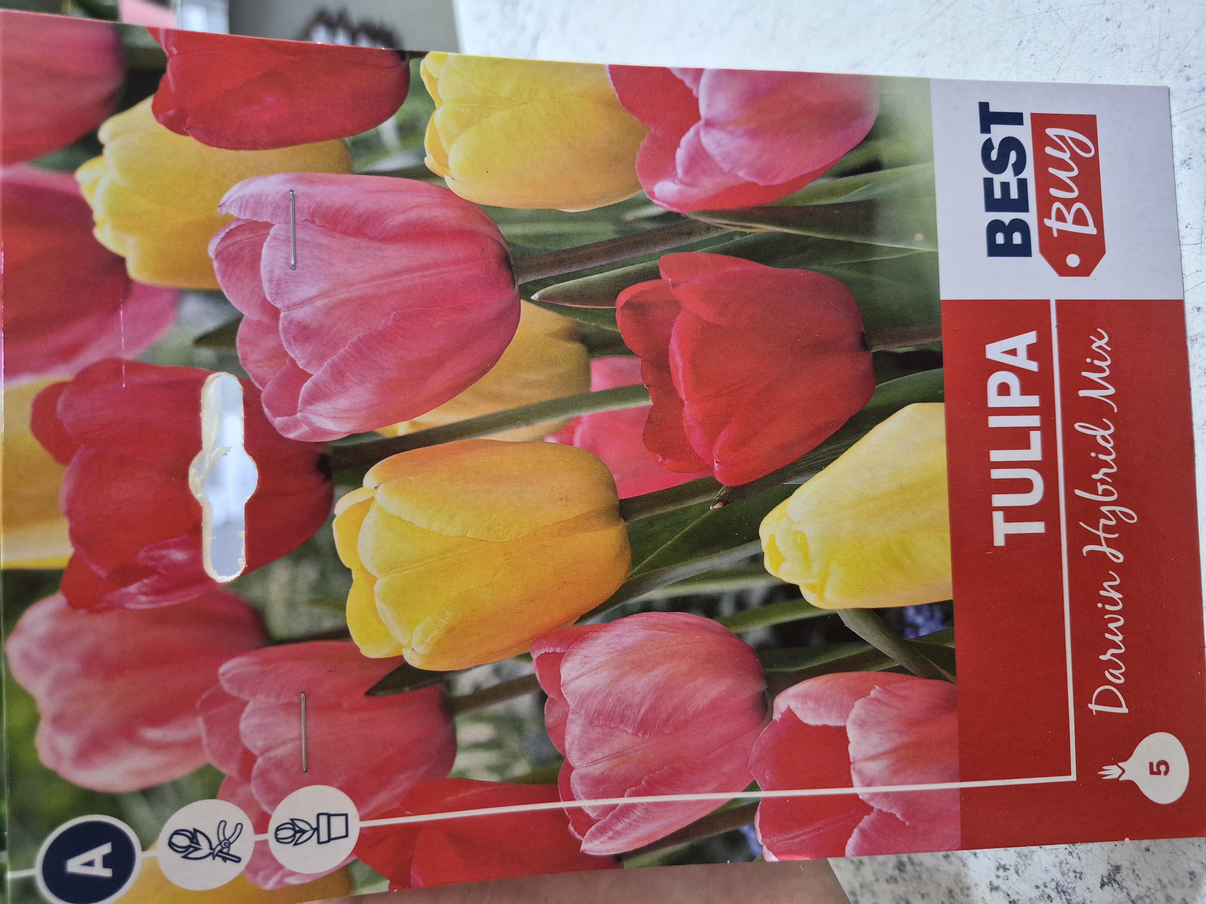 Tulipan Darwin Hybrid Mix