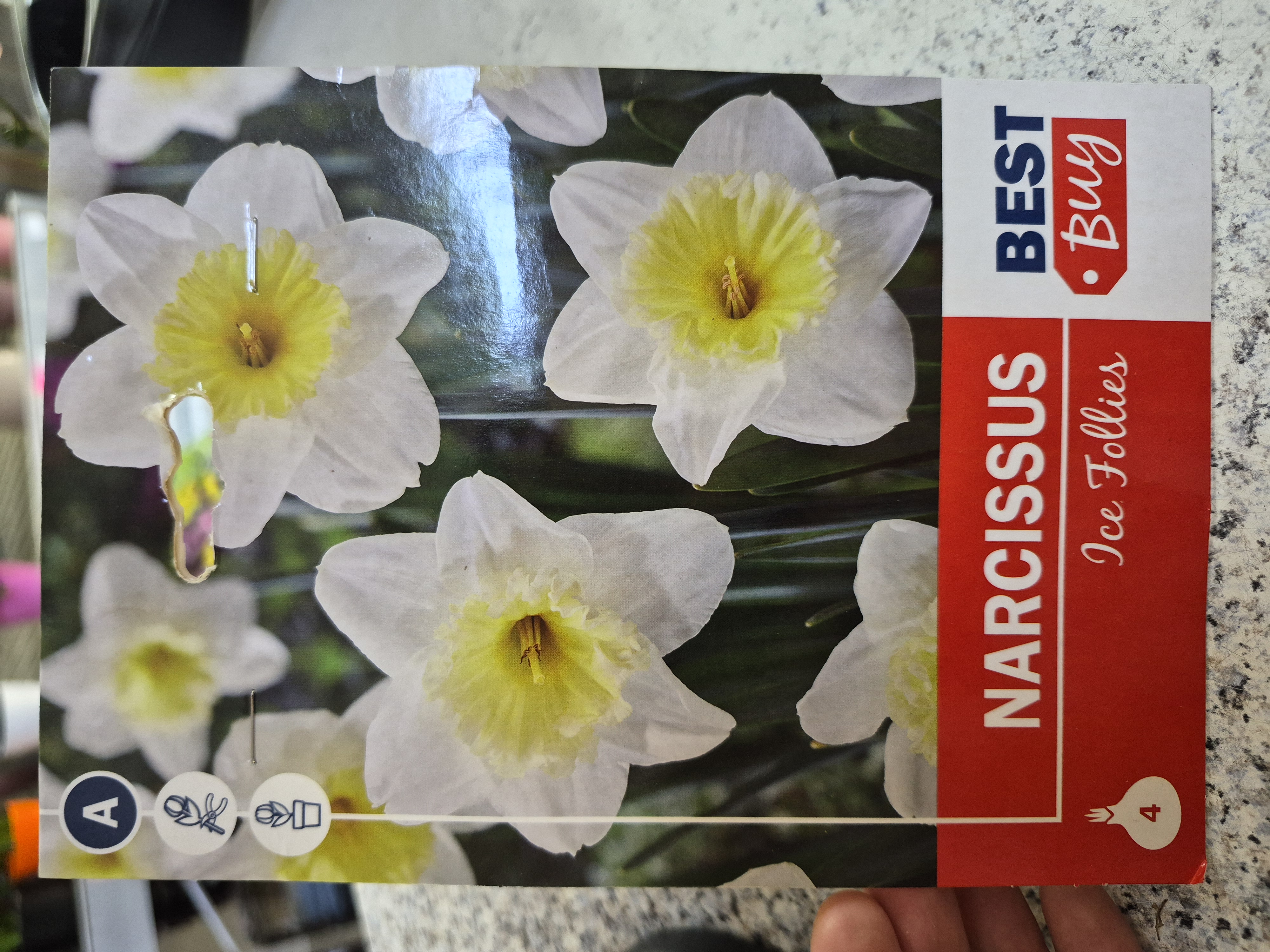 Narcis Ice Follies