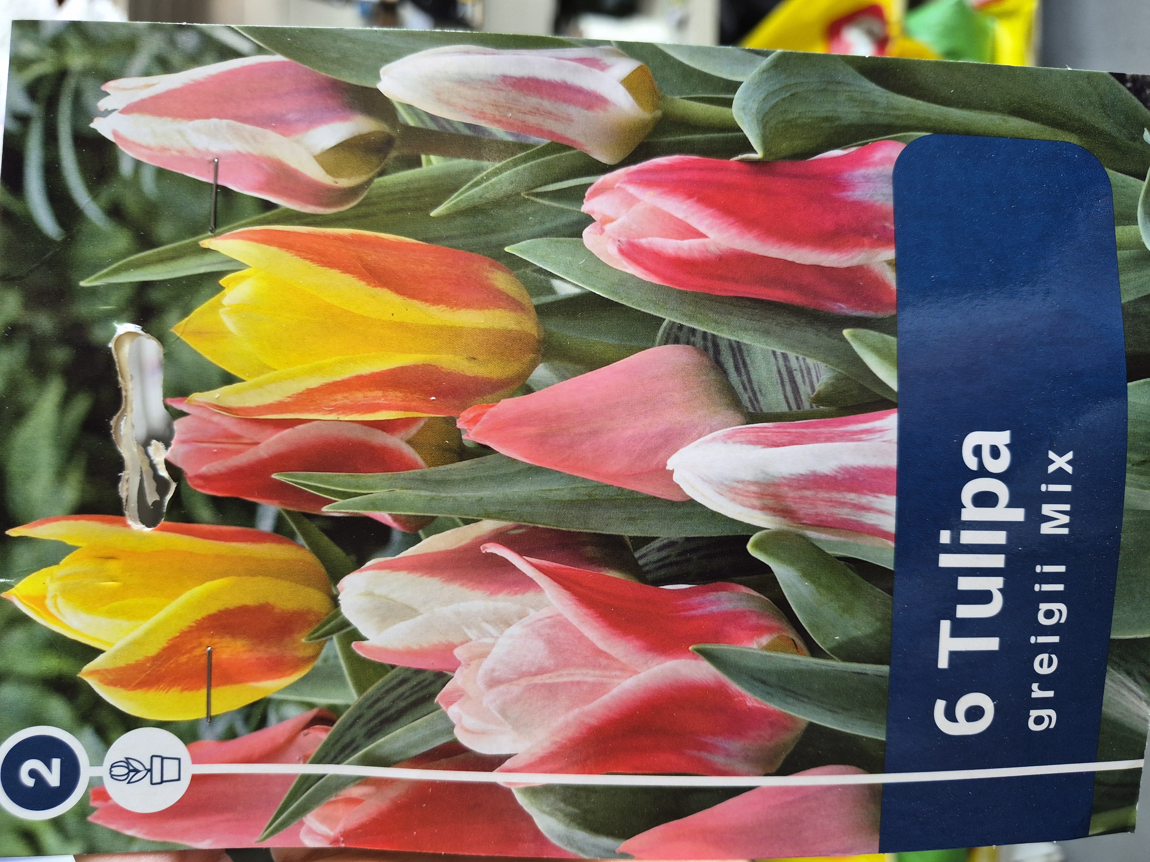 Tulipan Greigii mix