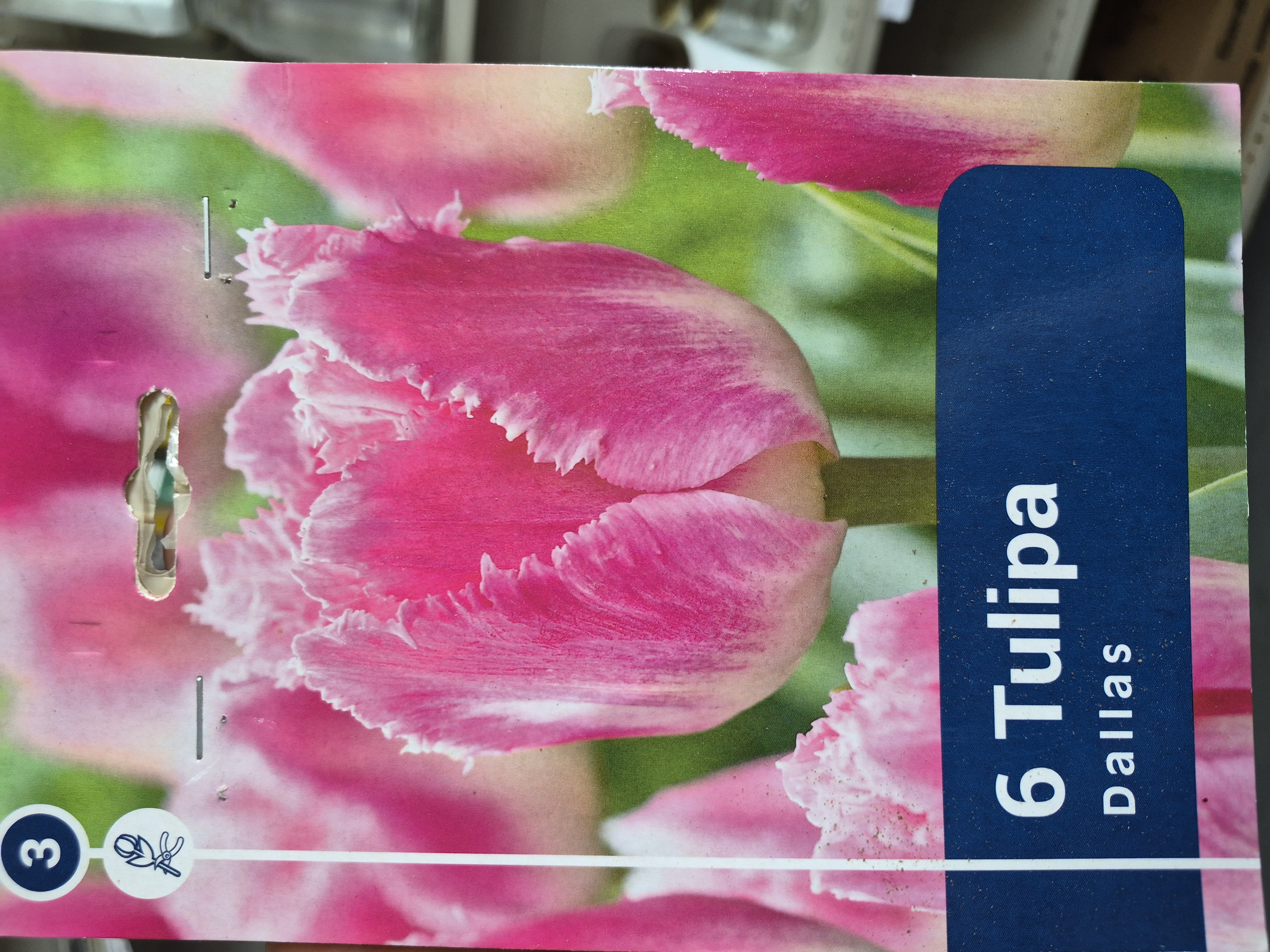 Tulipan Dallas