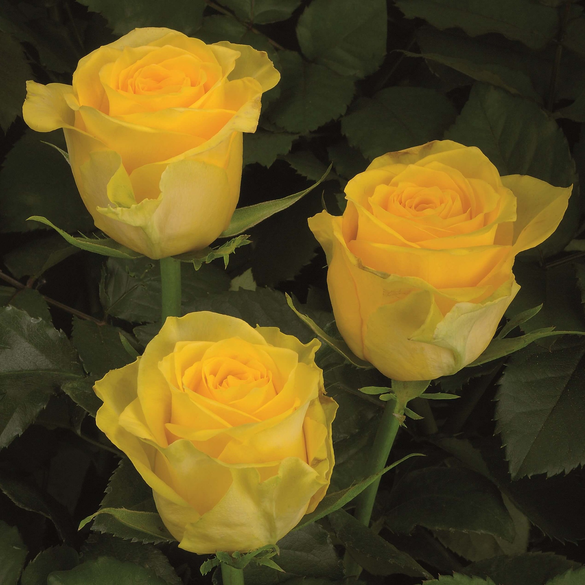 blog image