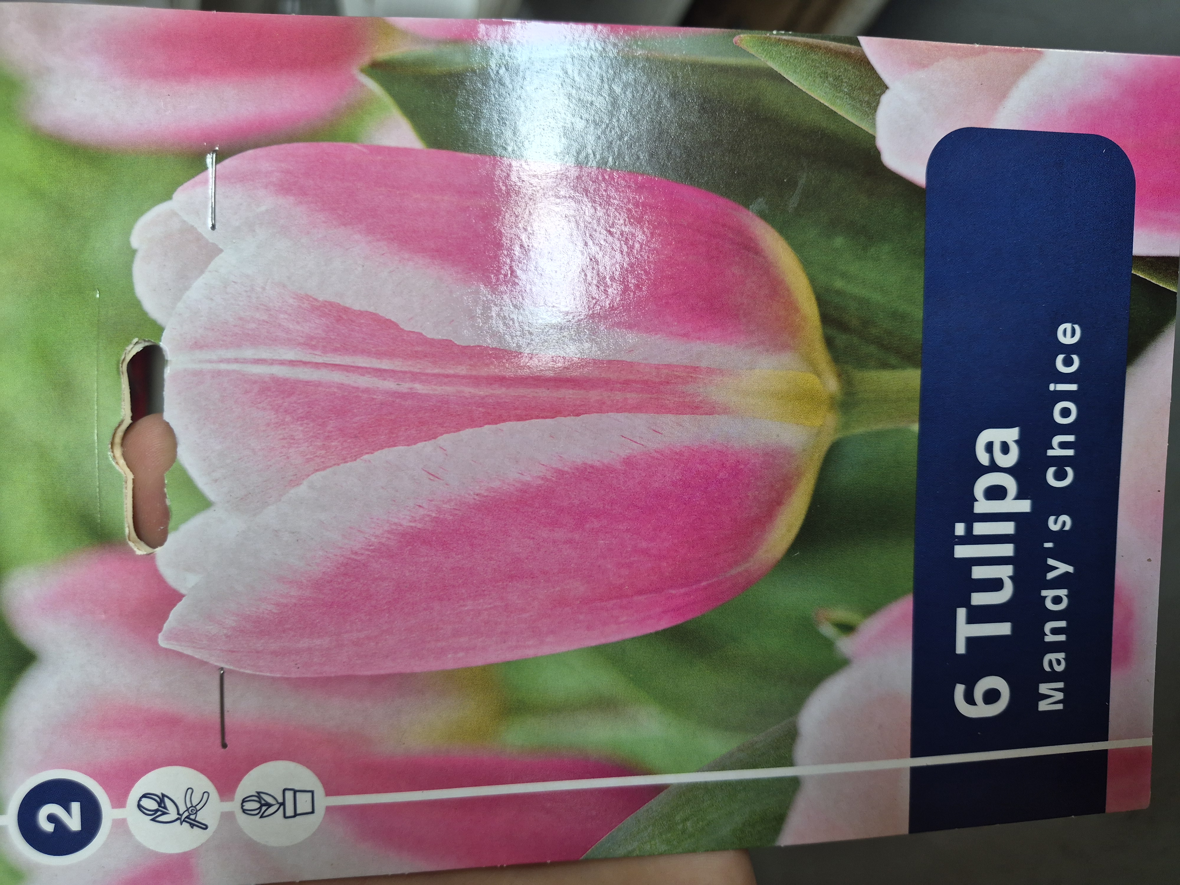 Tulipan Mandys Choice