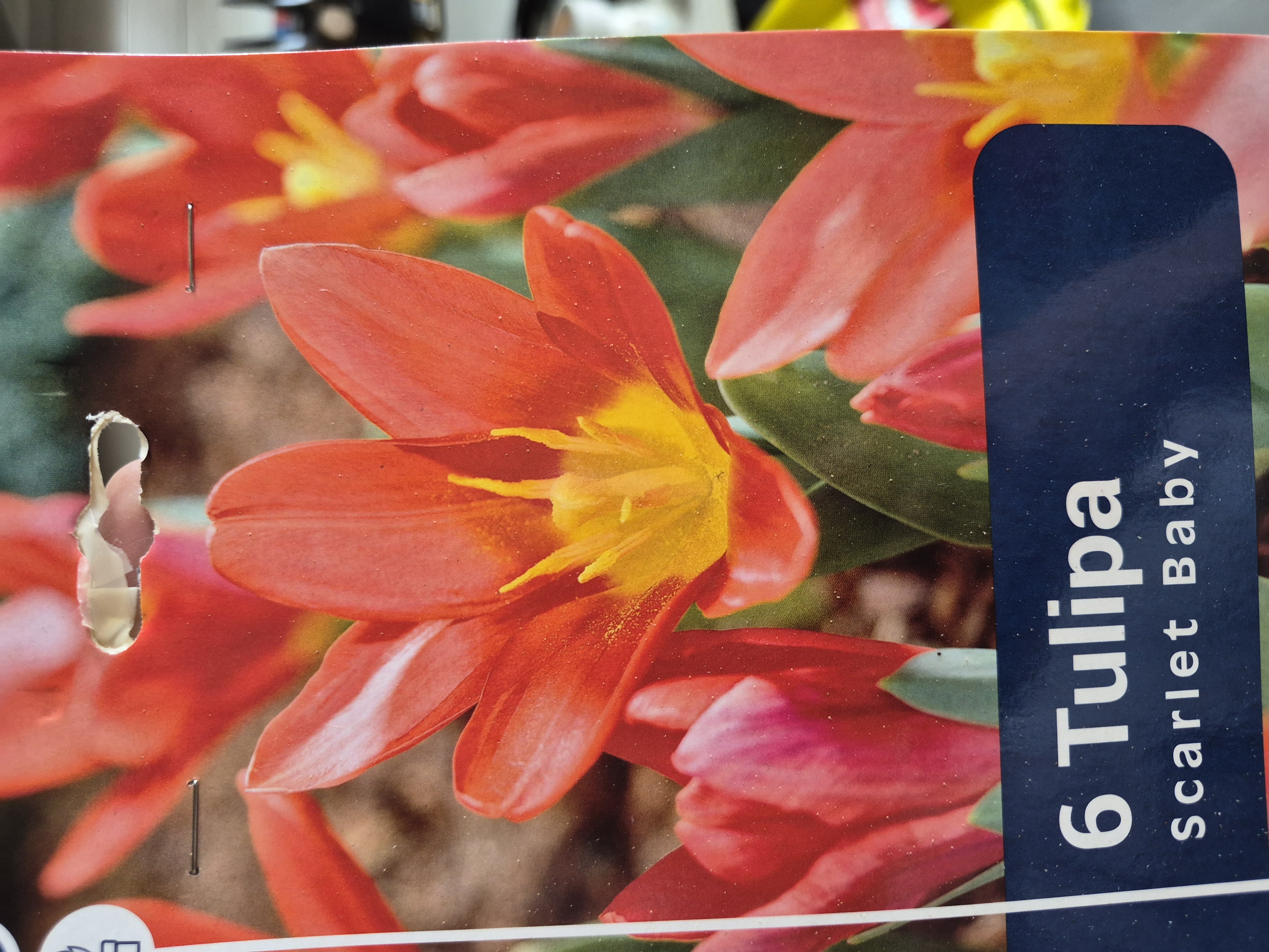 Tulipan Scarlet Baby