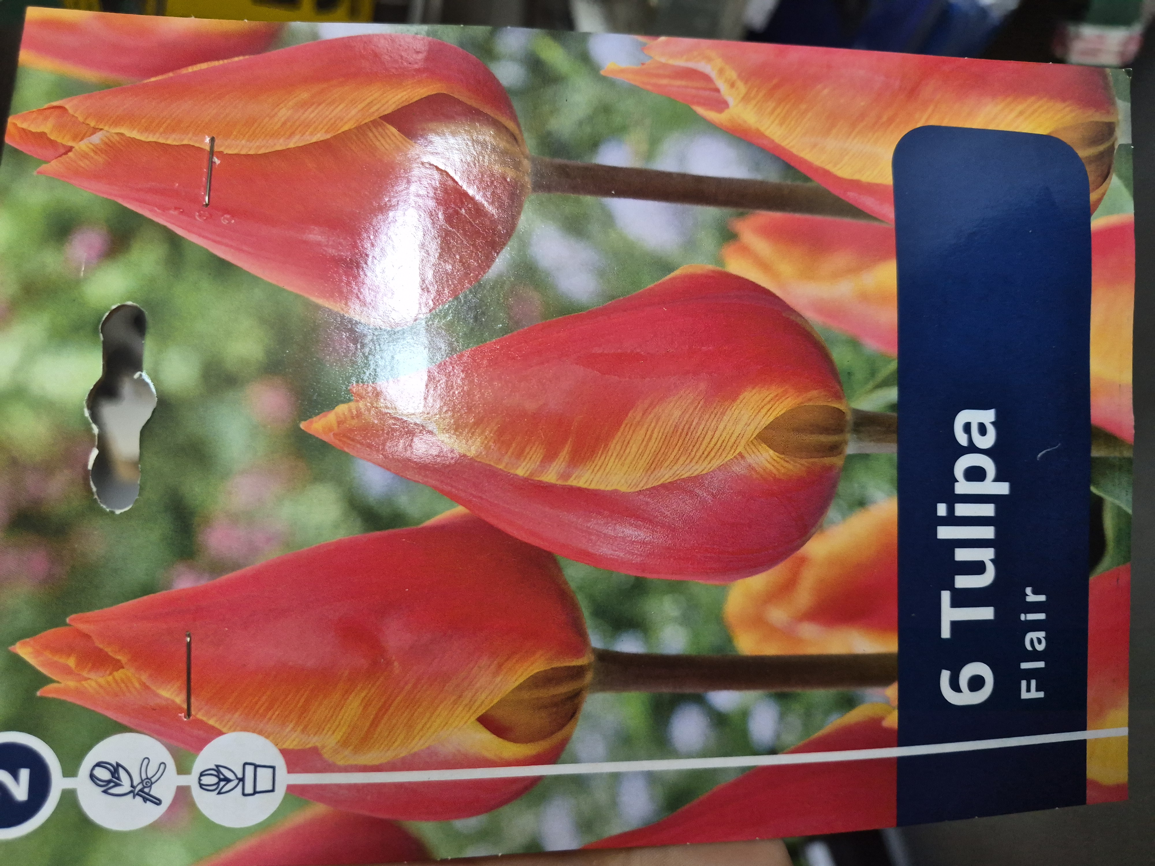 Tulipan Flair