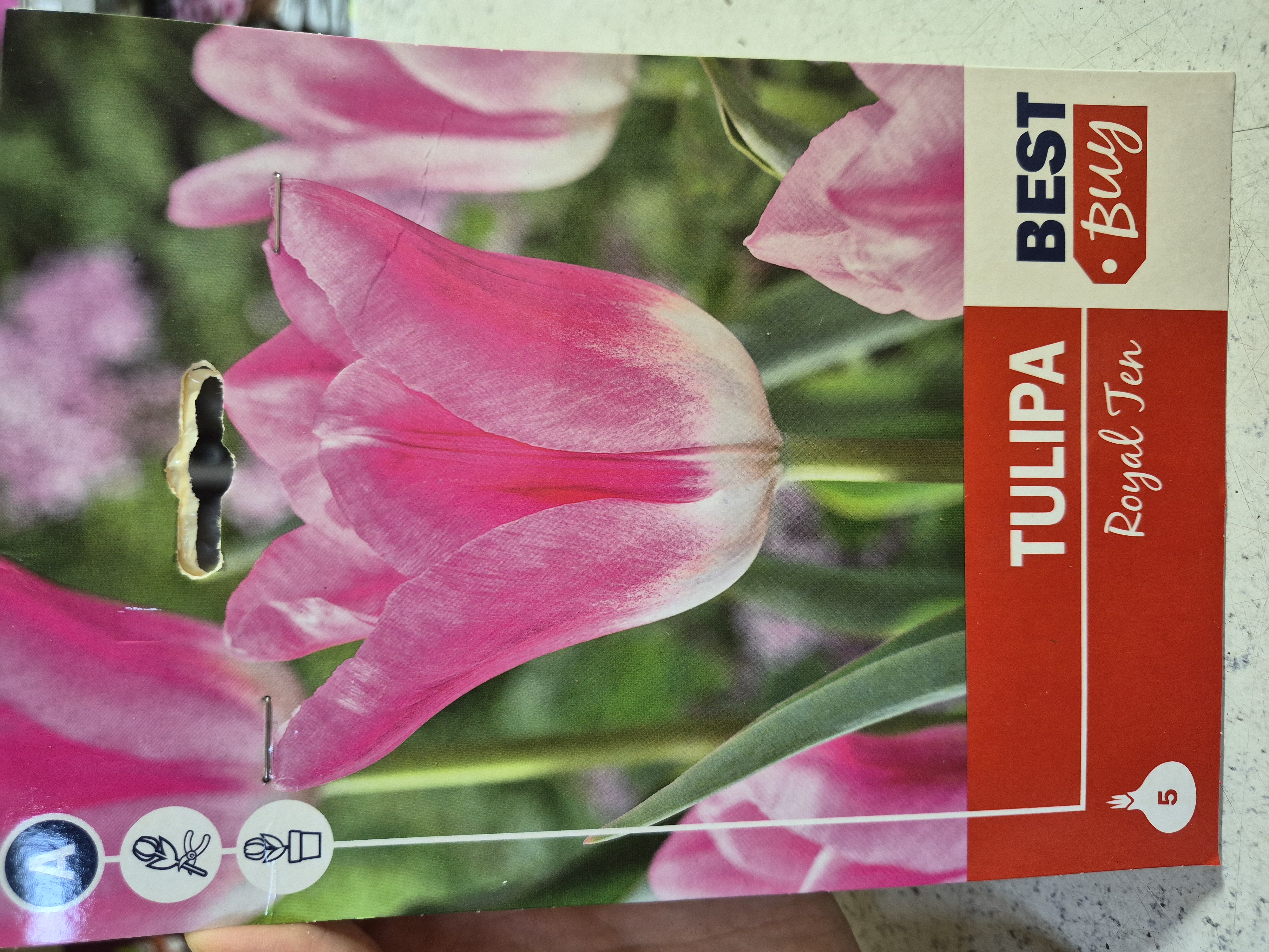 Tulipan Royal Ten