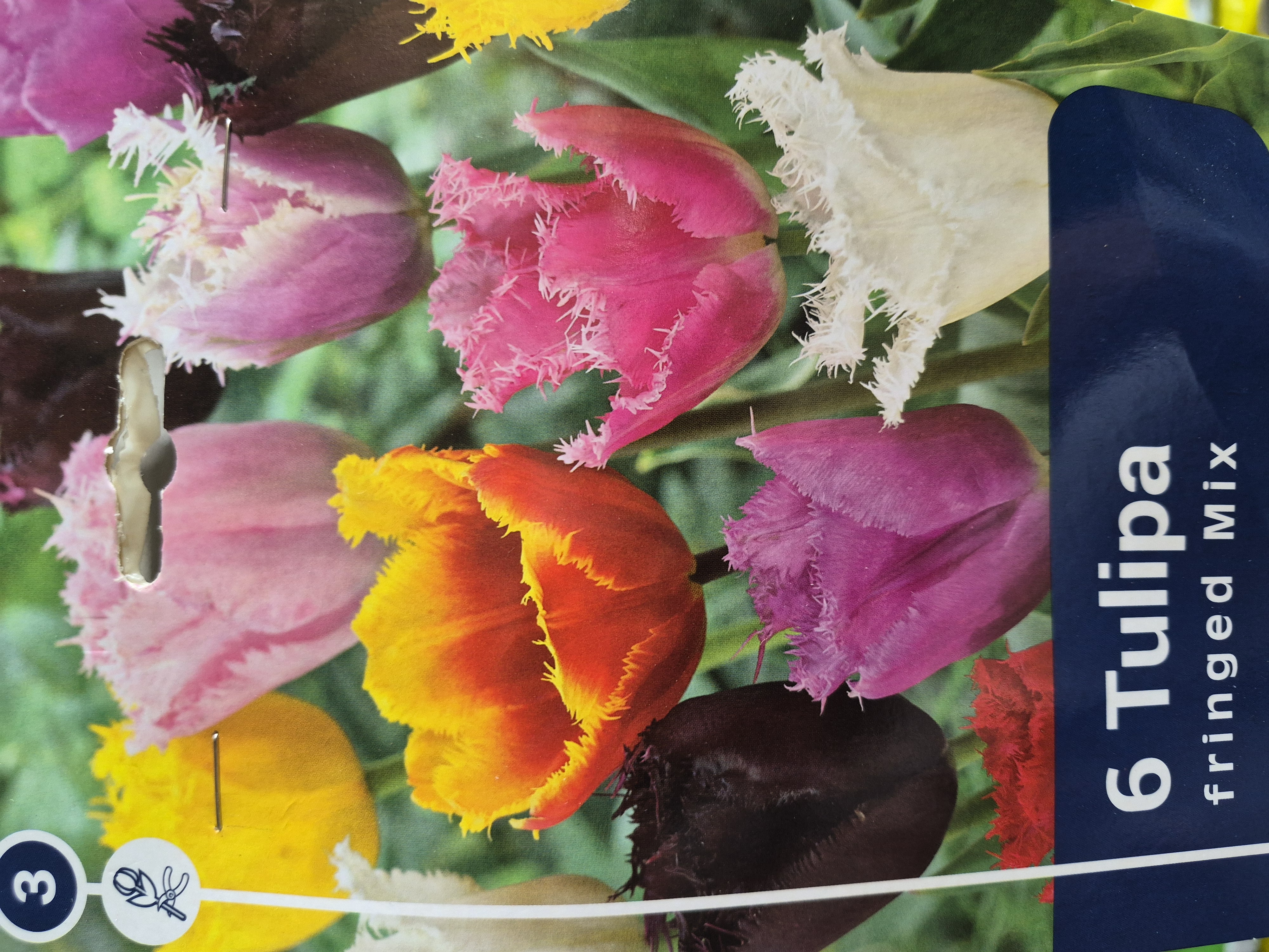 Tulipan fringed Mix