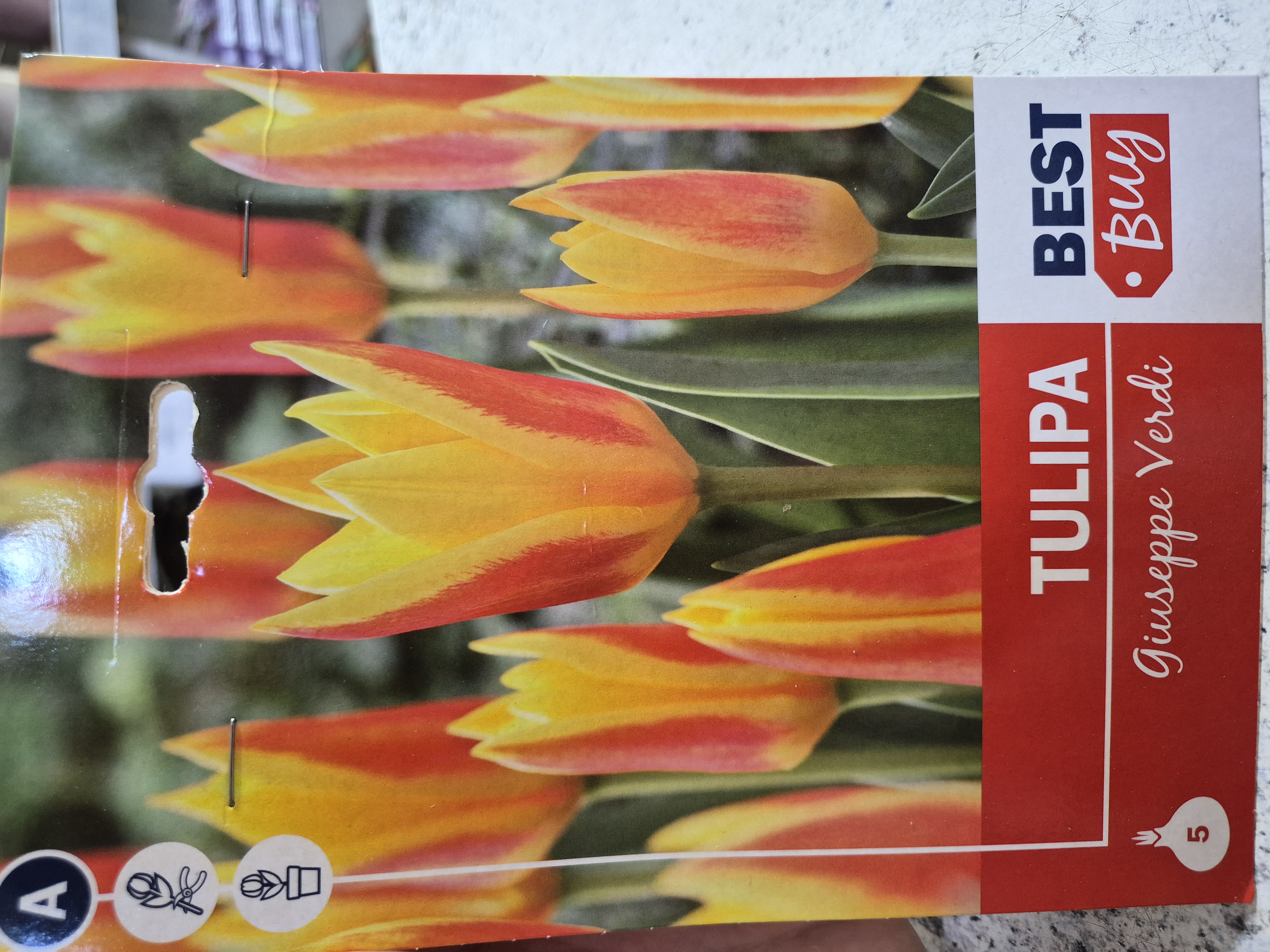 Tulioan Giuseppe Verdi