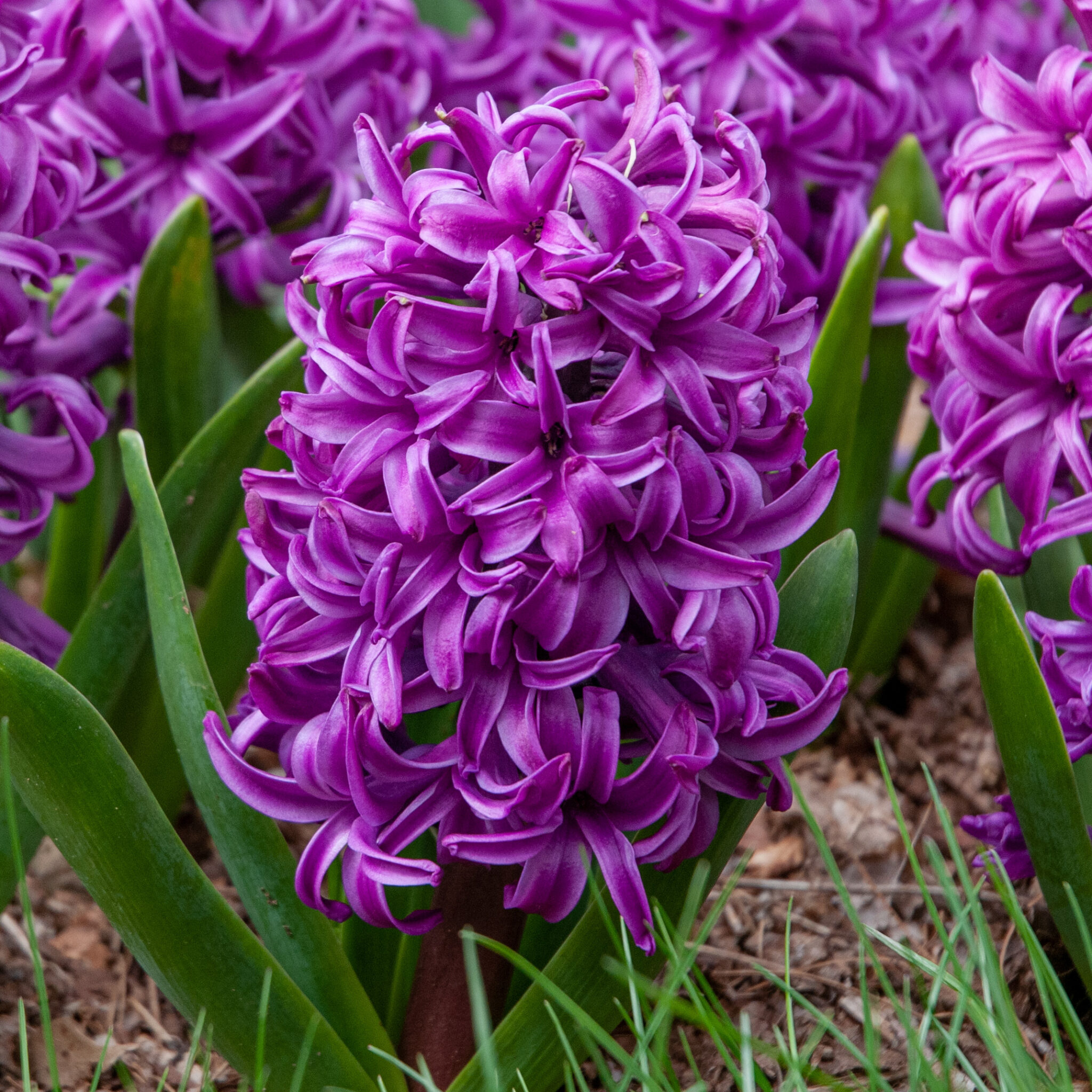 Zumbul Purple Sensation