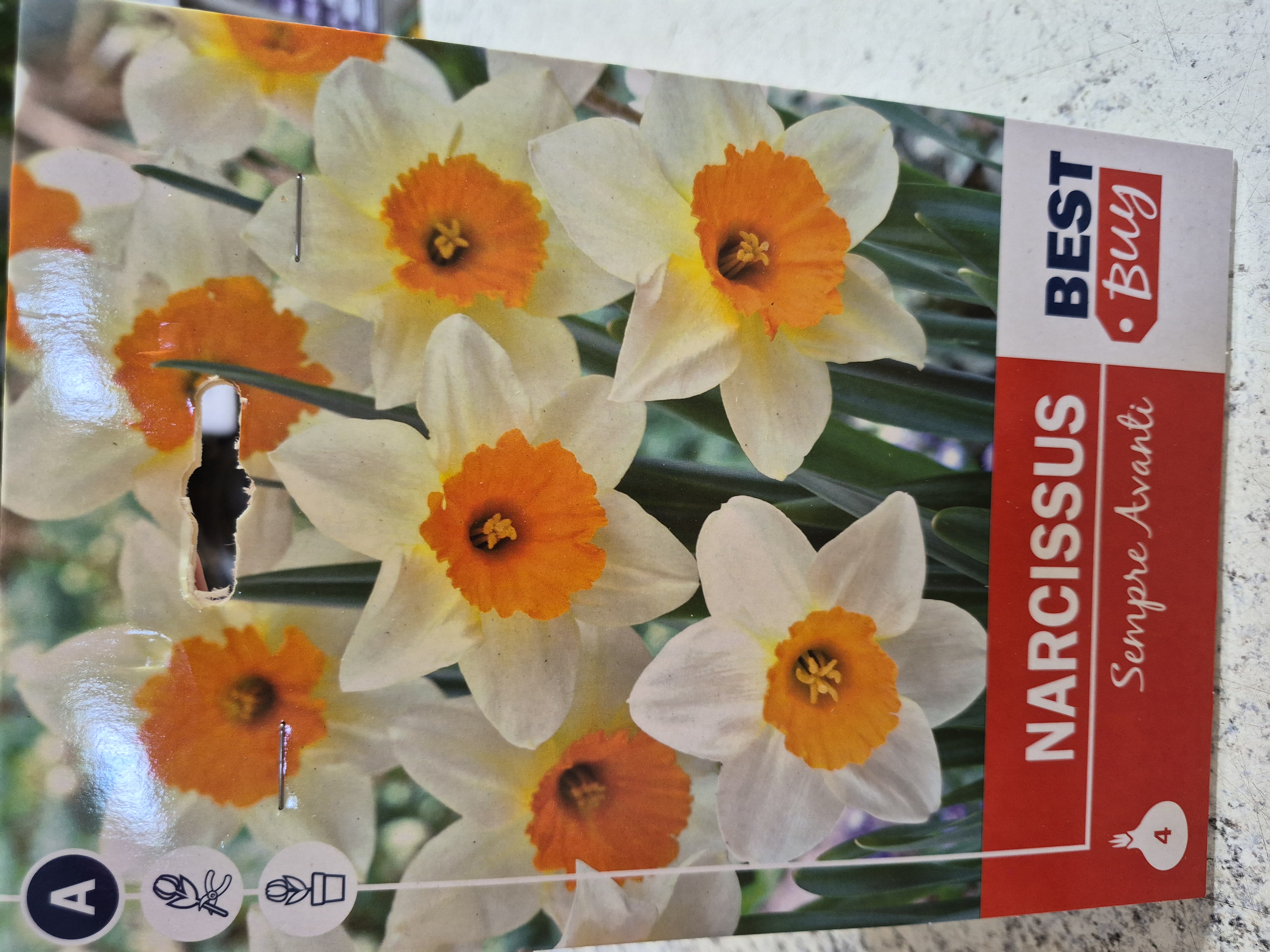 Narcis Sempre Avanti