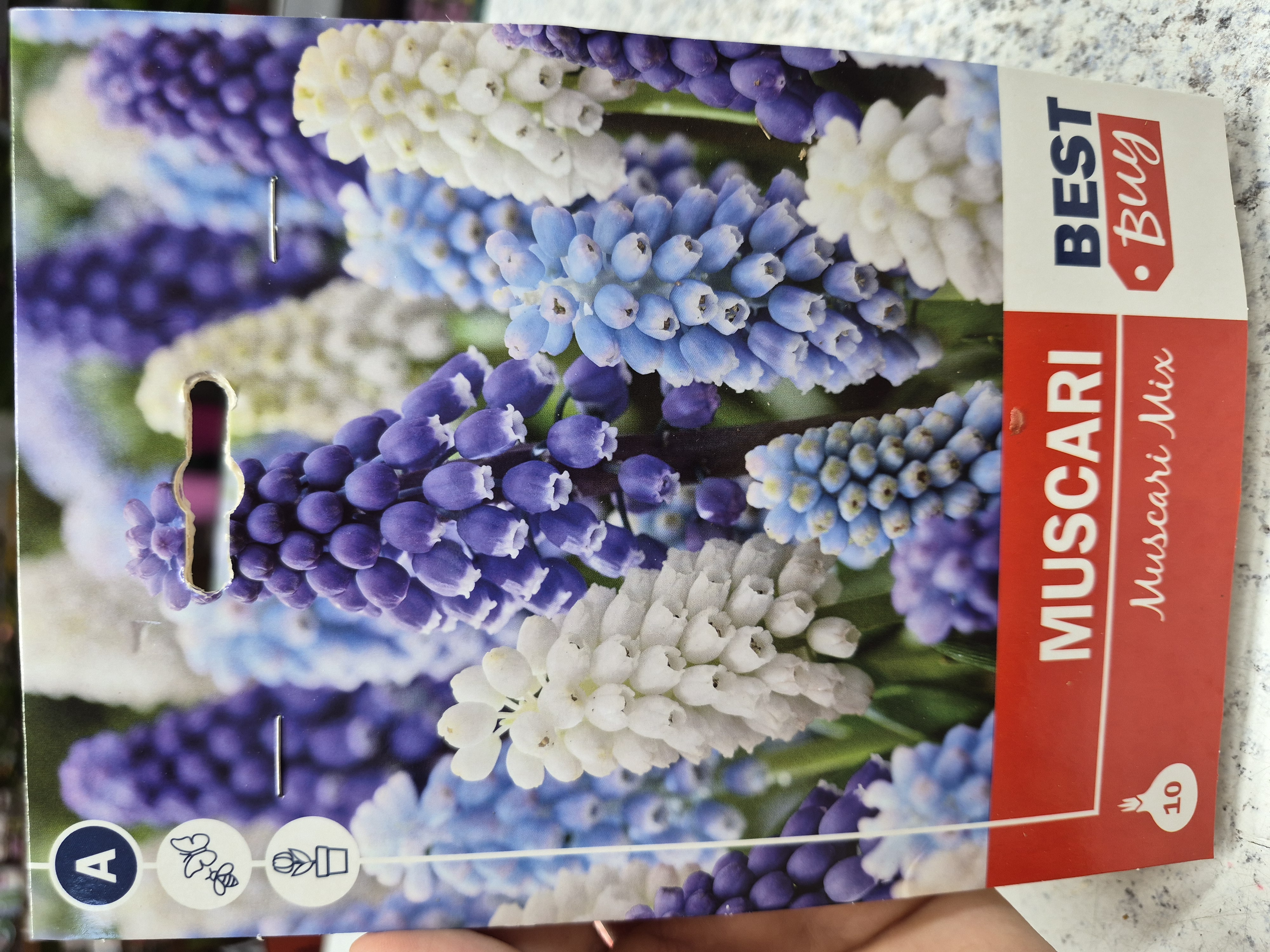 Muscari mix
