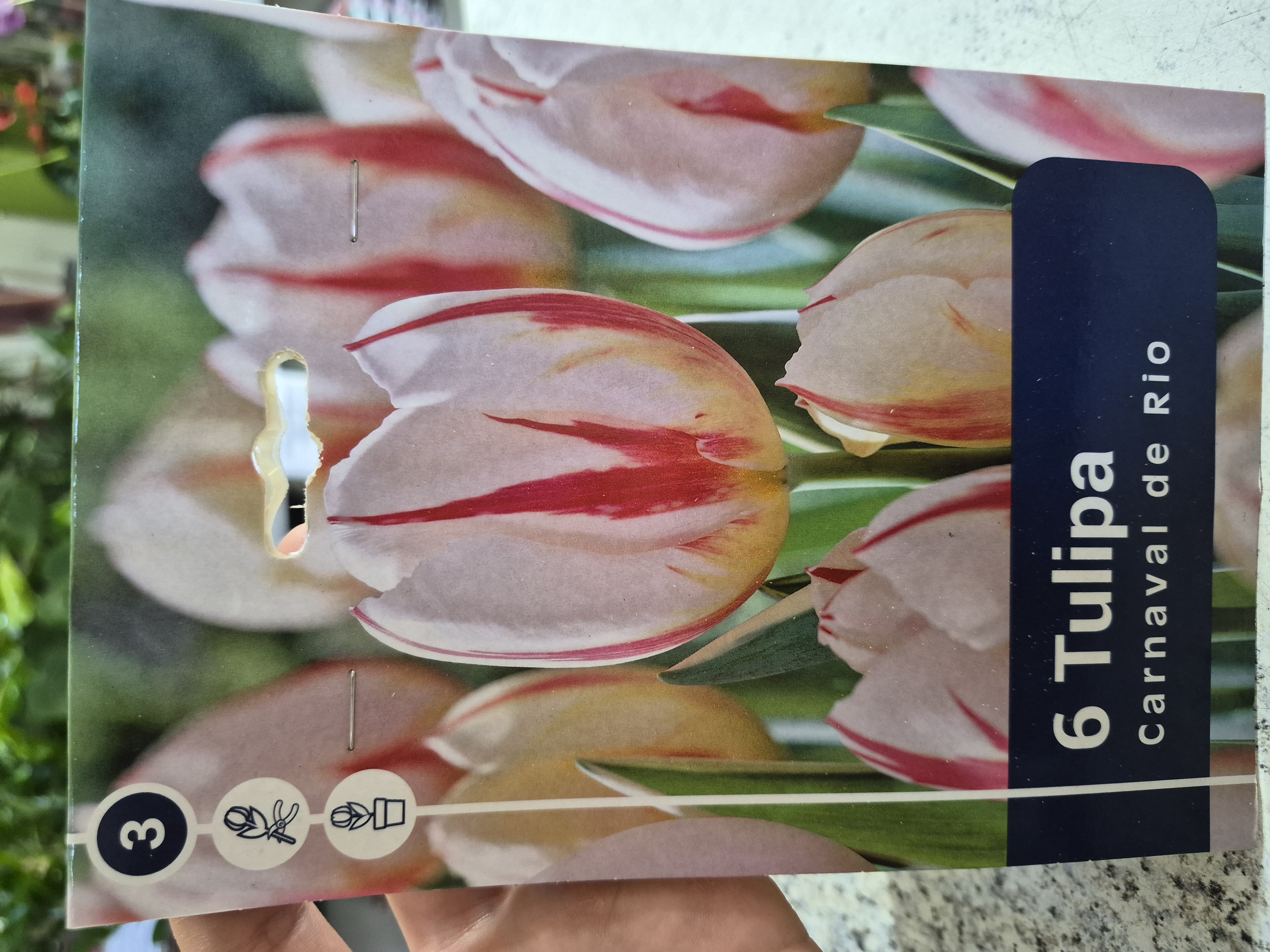 Tulipan Carnaval de Rio