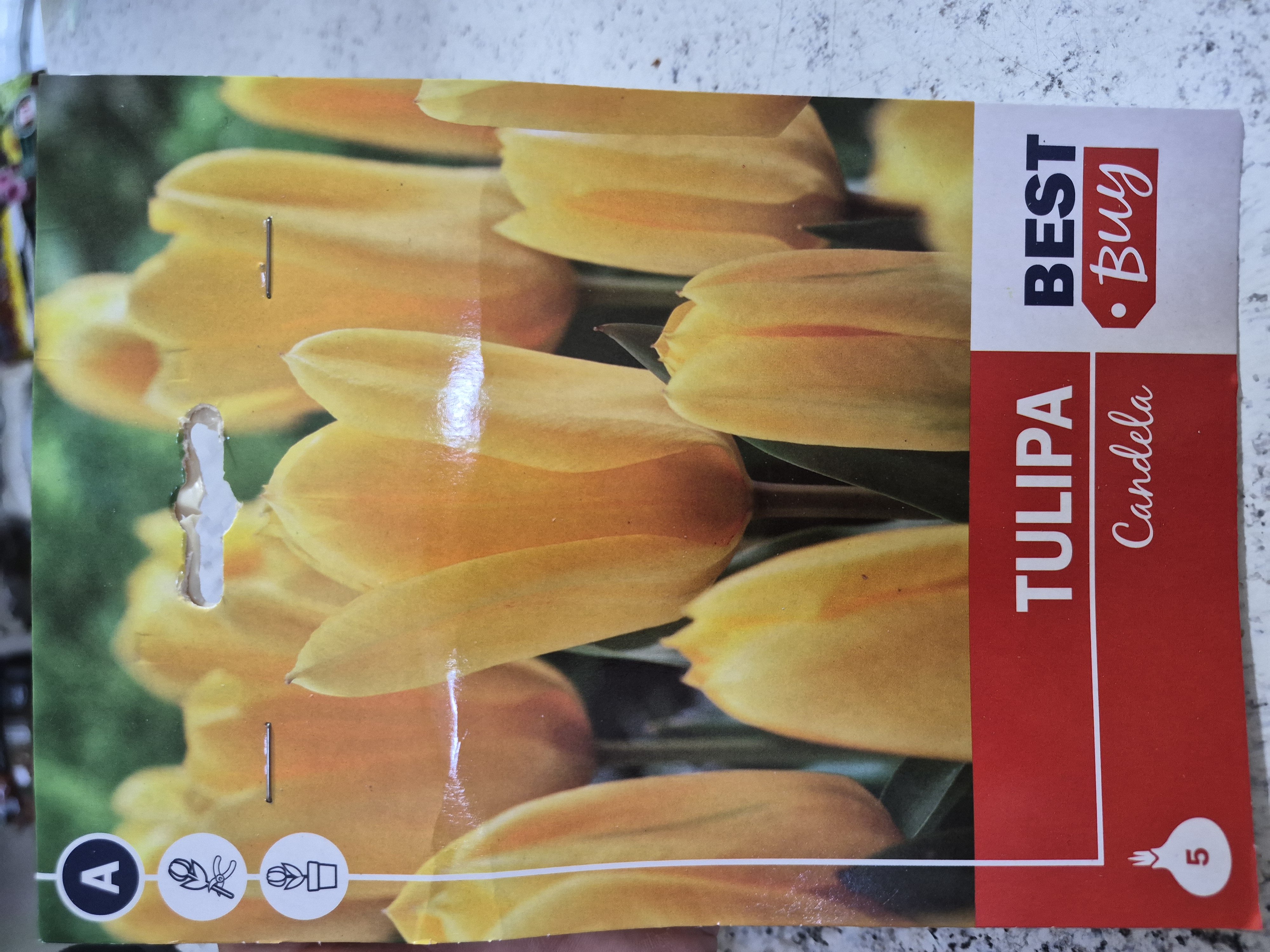 Tulipan Candela