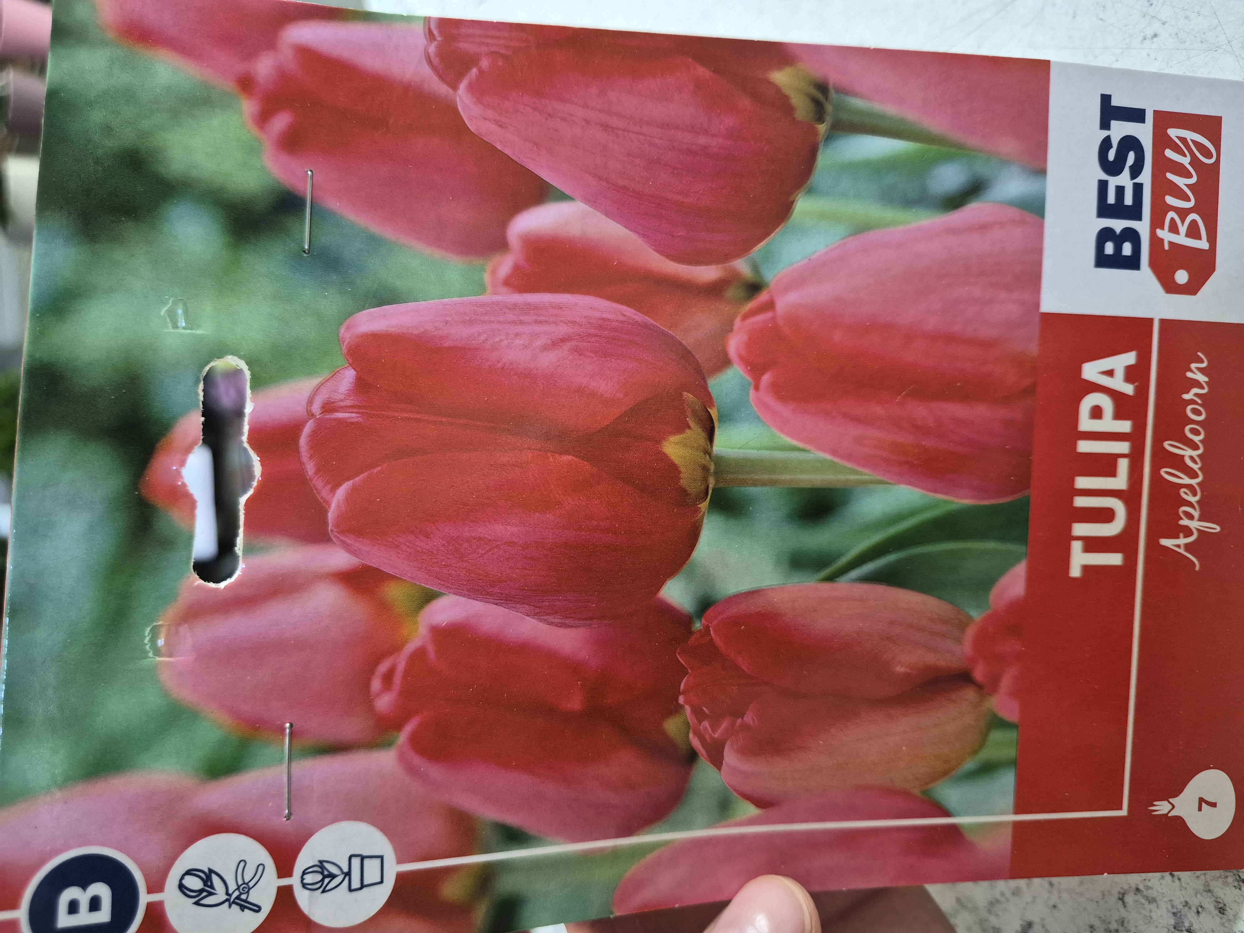 Tulipan Apeldoorn