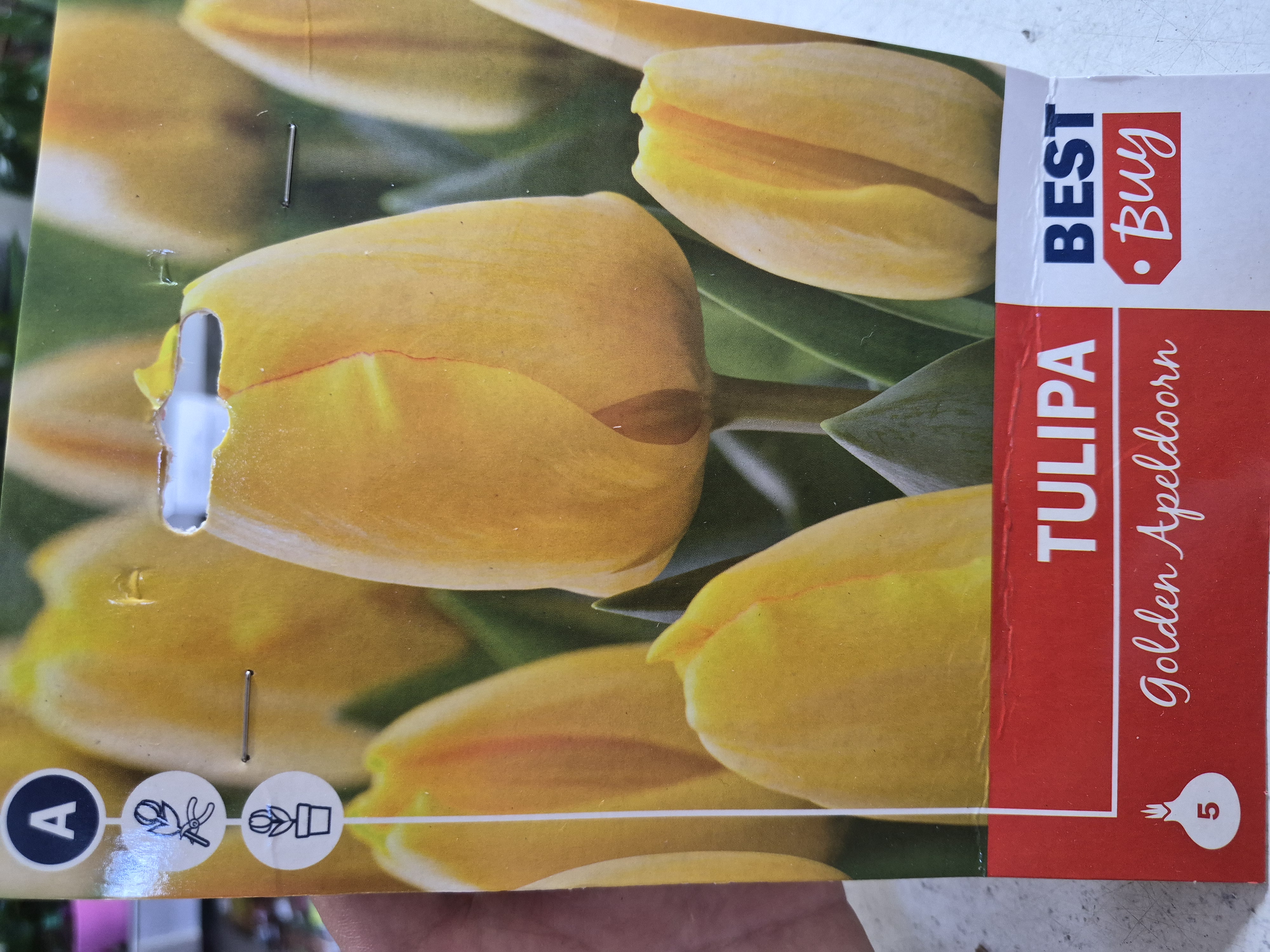 Tulioan Golden Apeldoorn