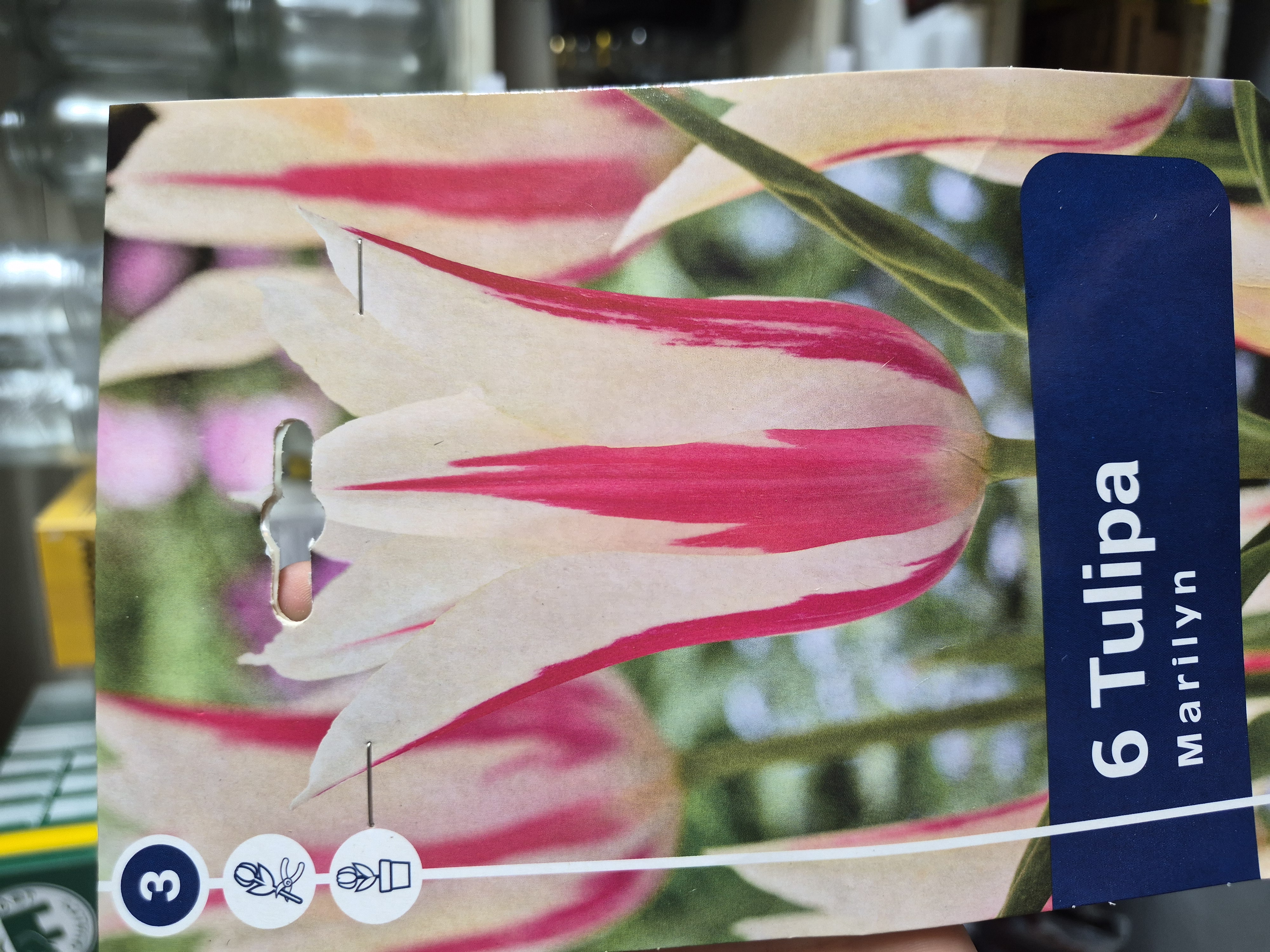 Tulipan Marilyn