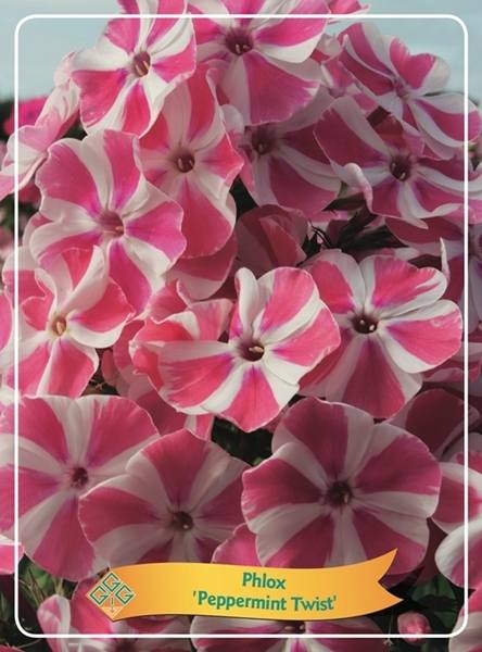 Phlox Peppermint Twist