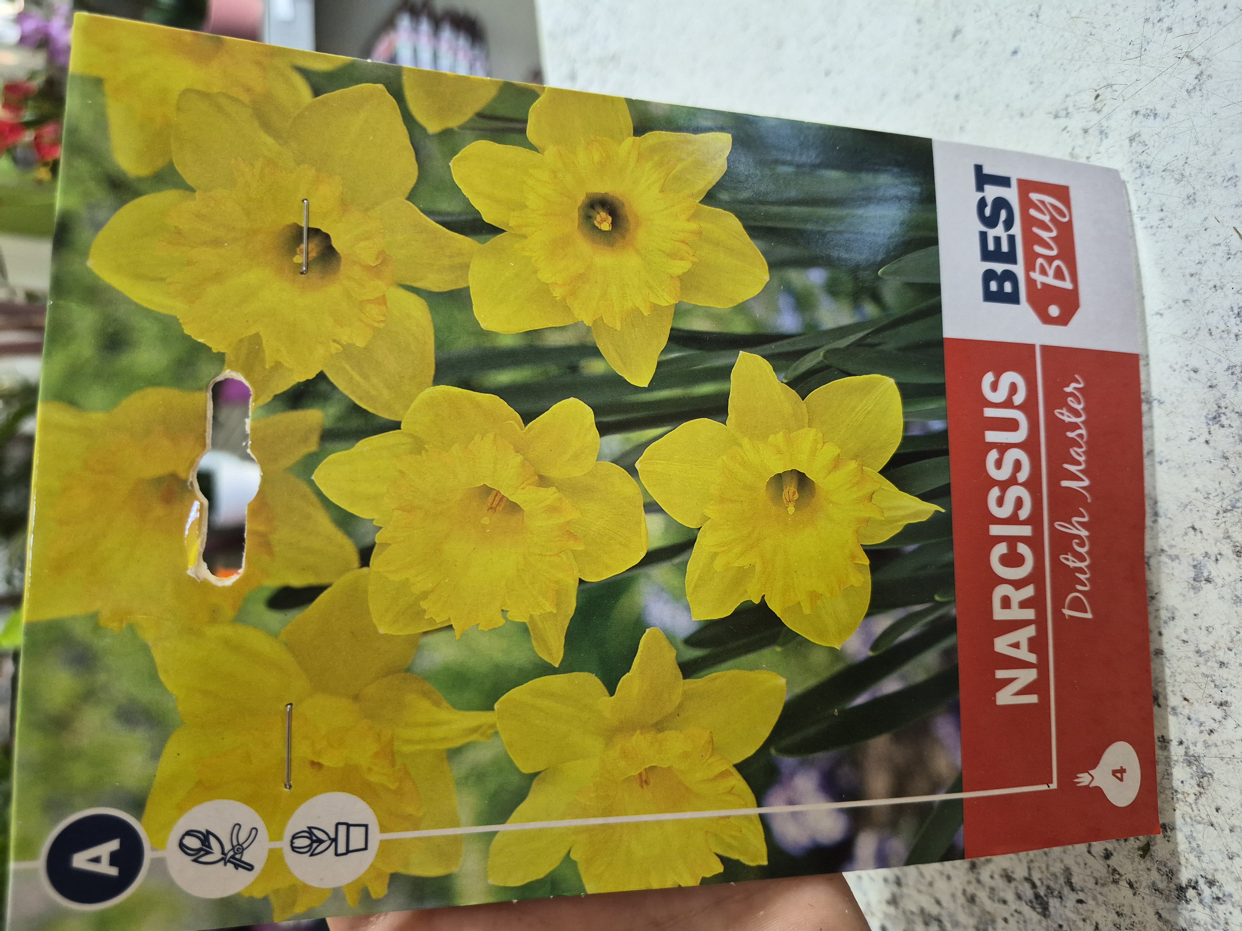 Narcis Dutch Master