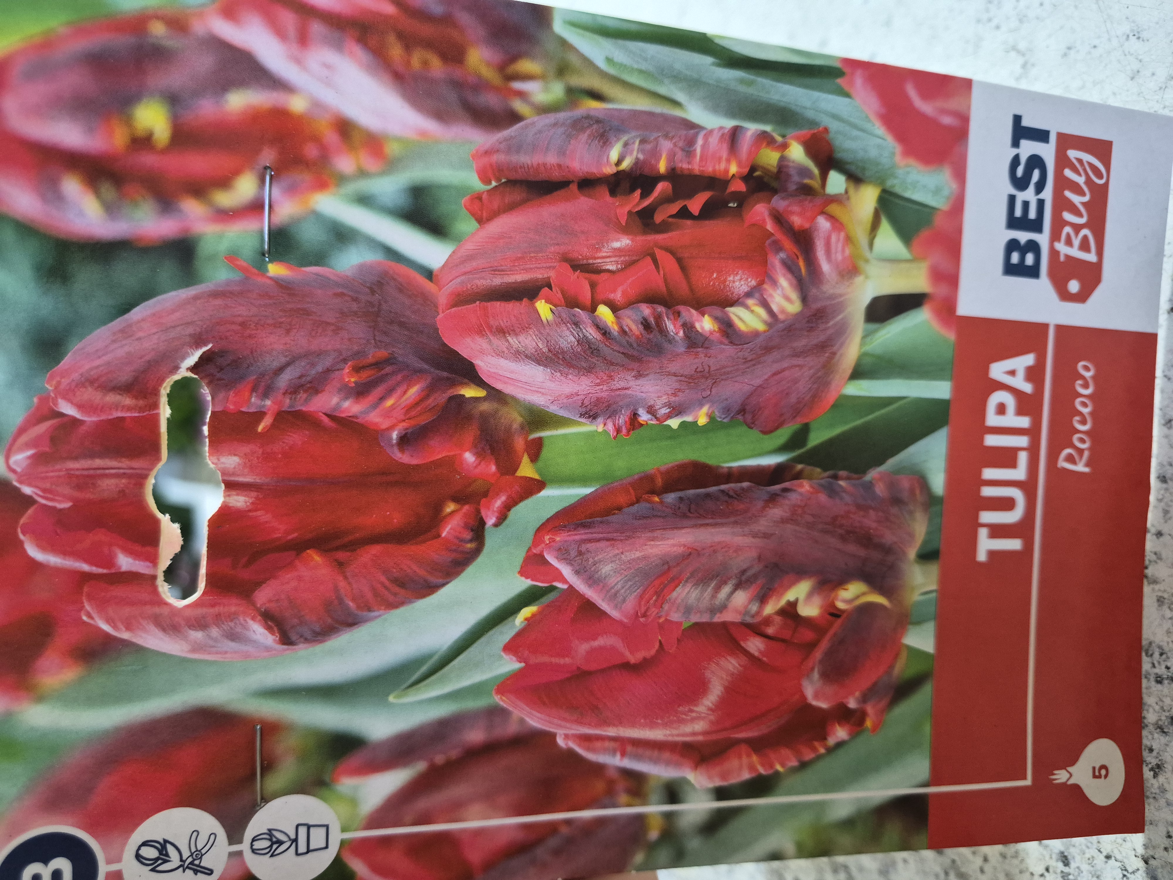 Tulipan Rococo