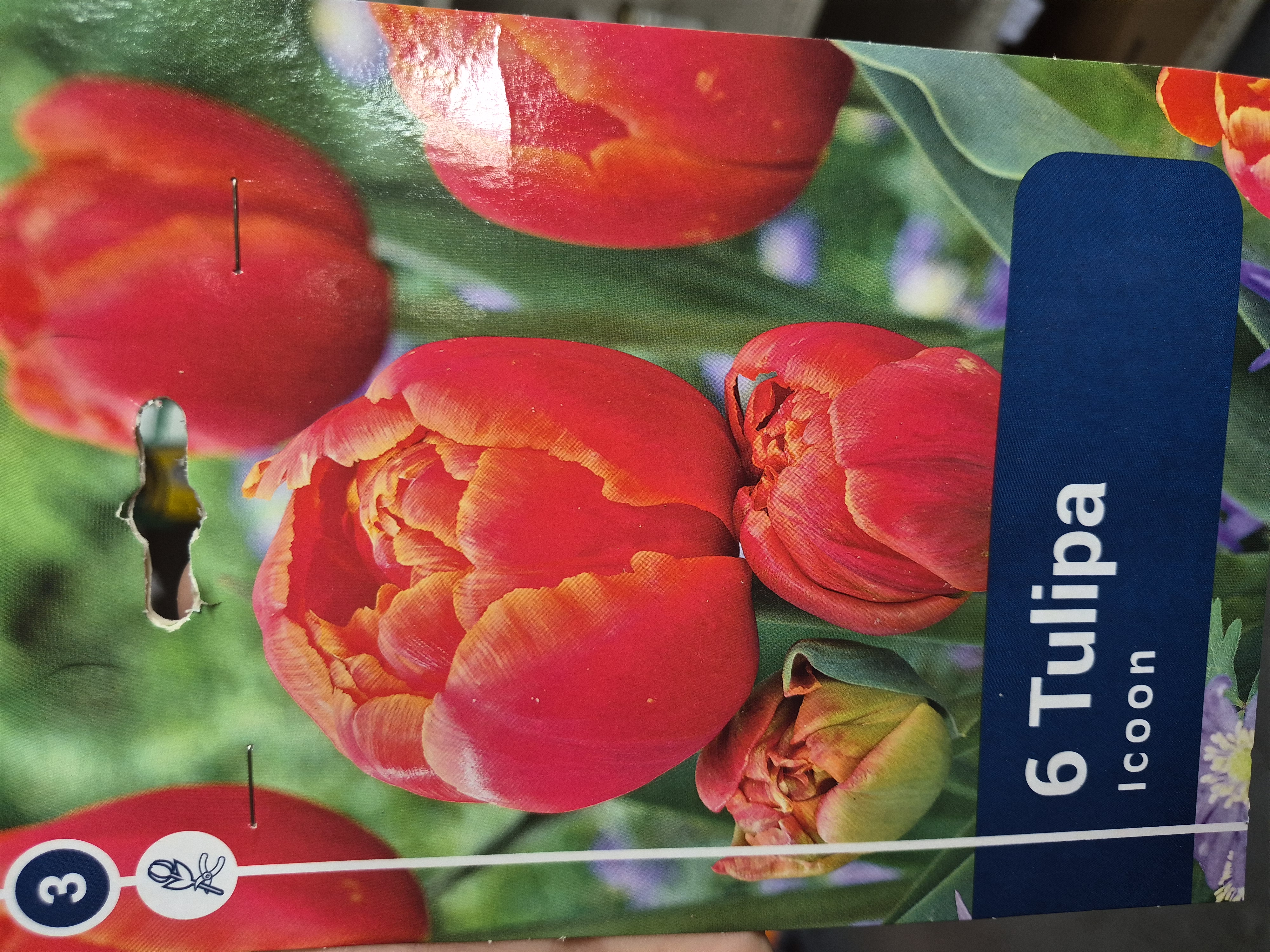 Tulipan Icoon