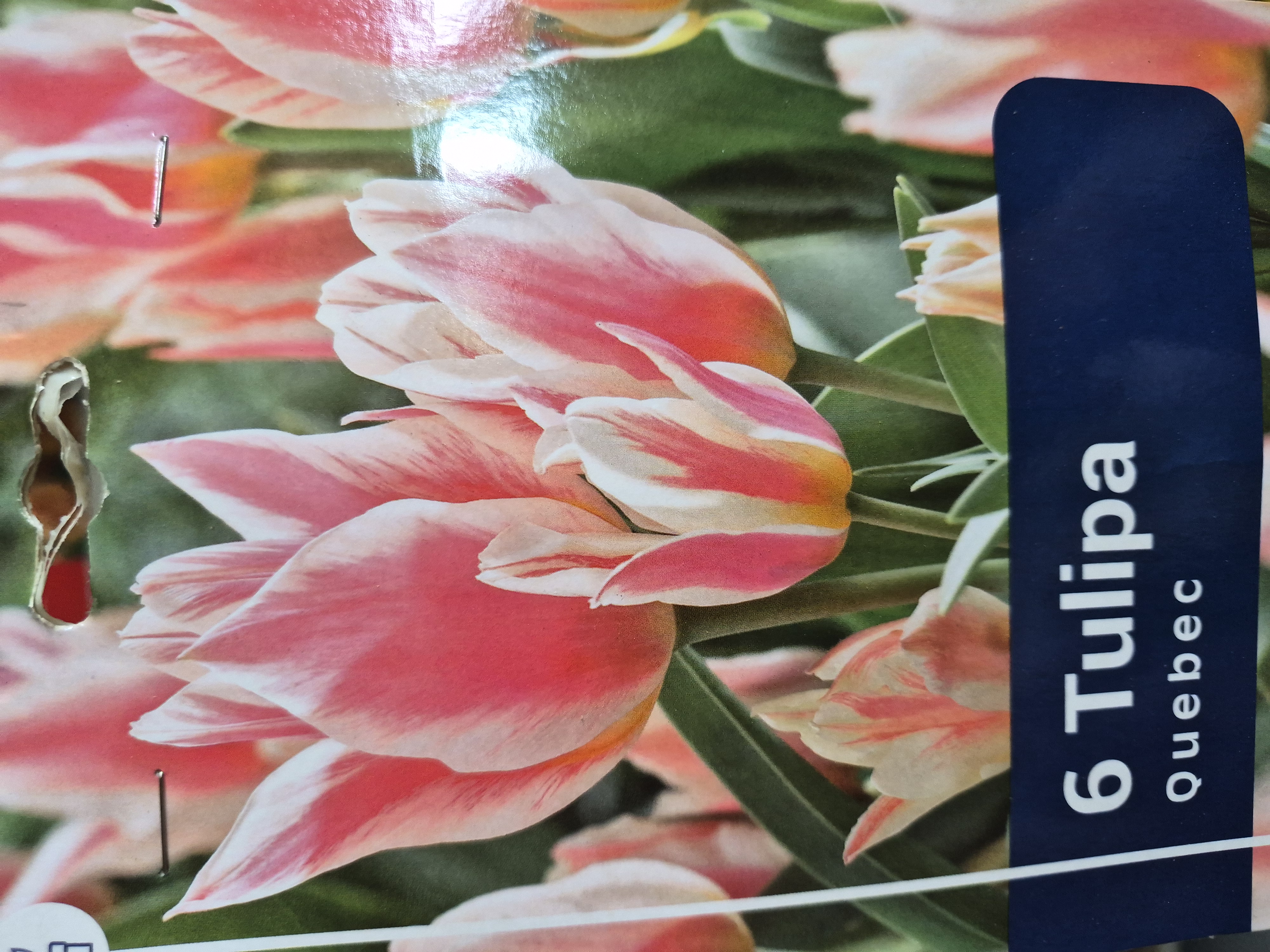 Tulipan Quebec