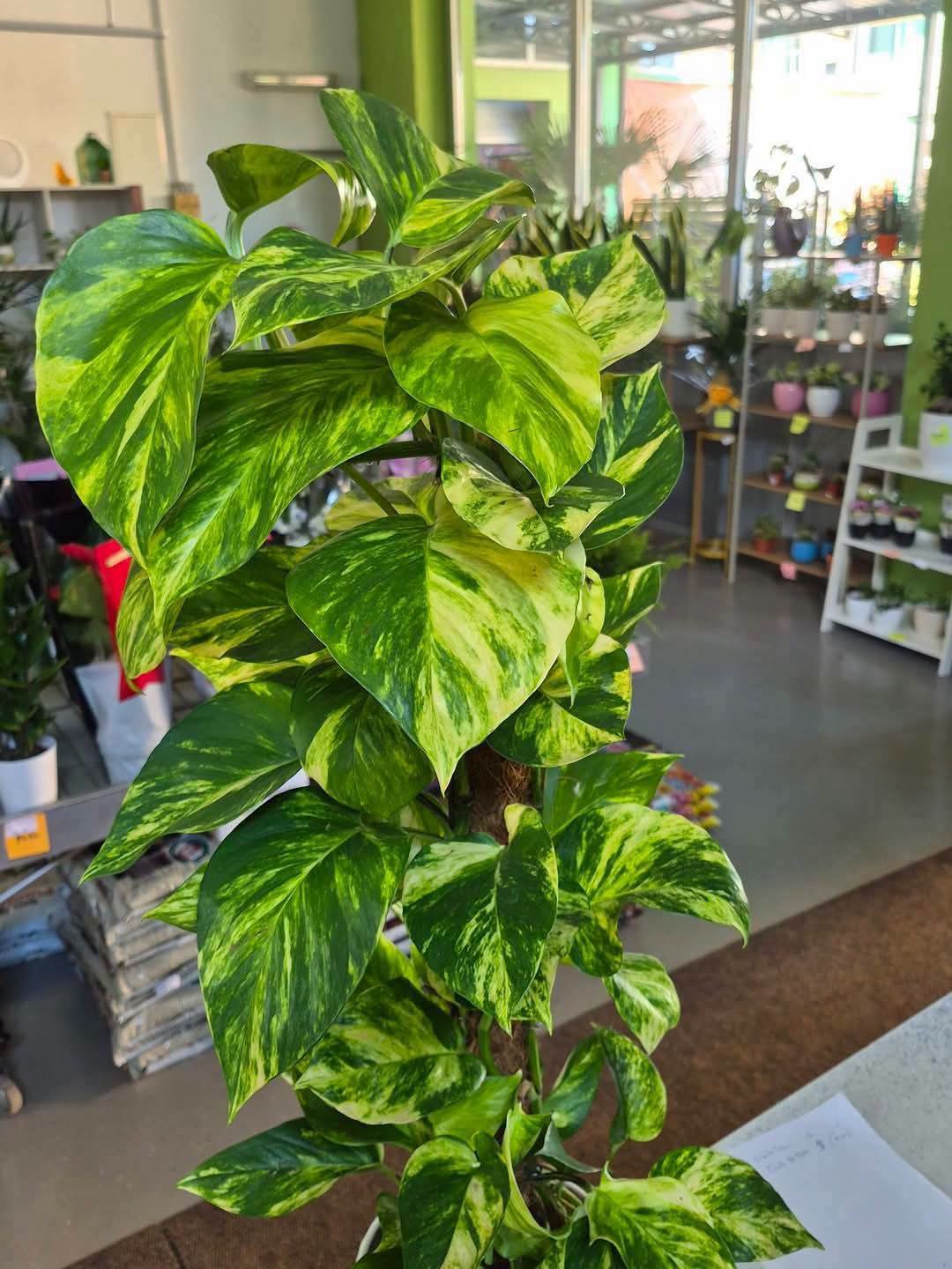 Epipremnum