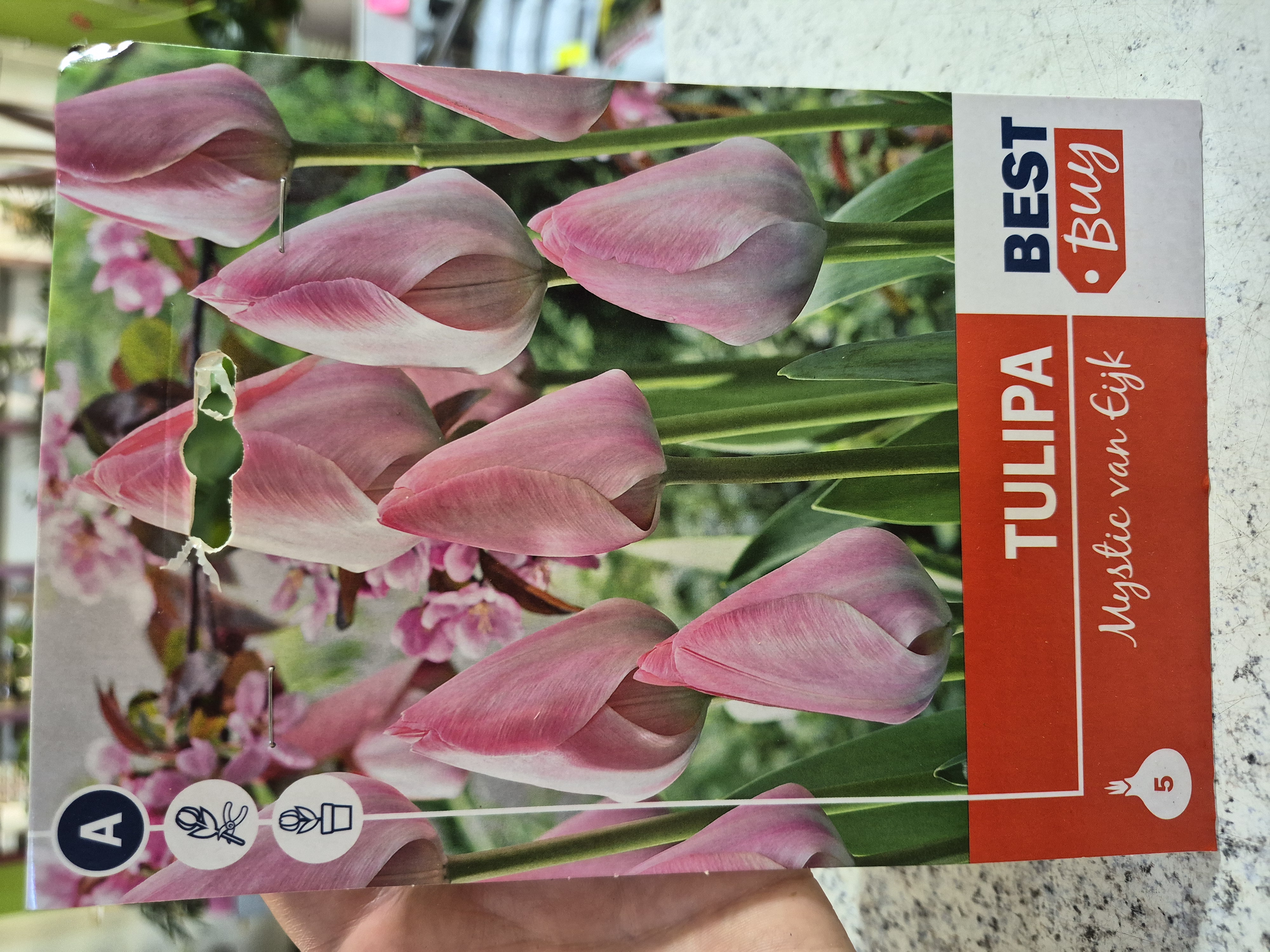 Tulipan Mystic van Eijk