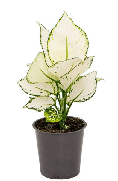 Aglaonema White Joy