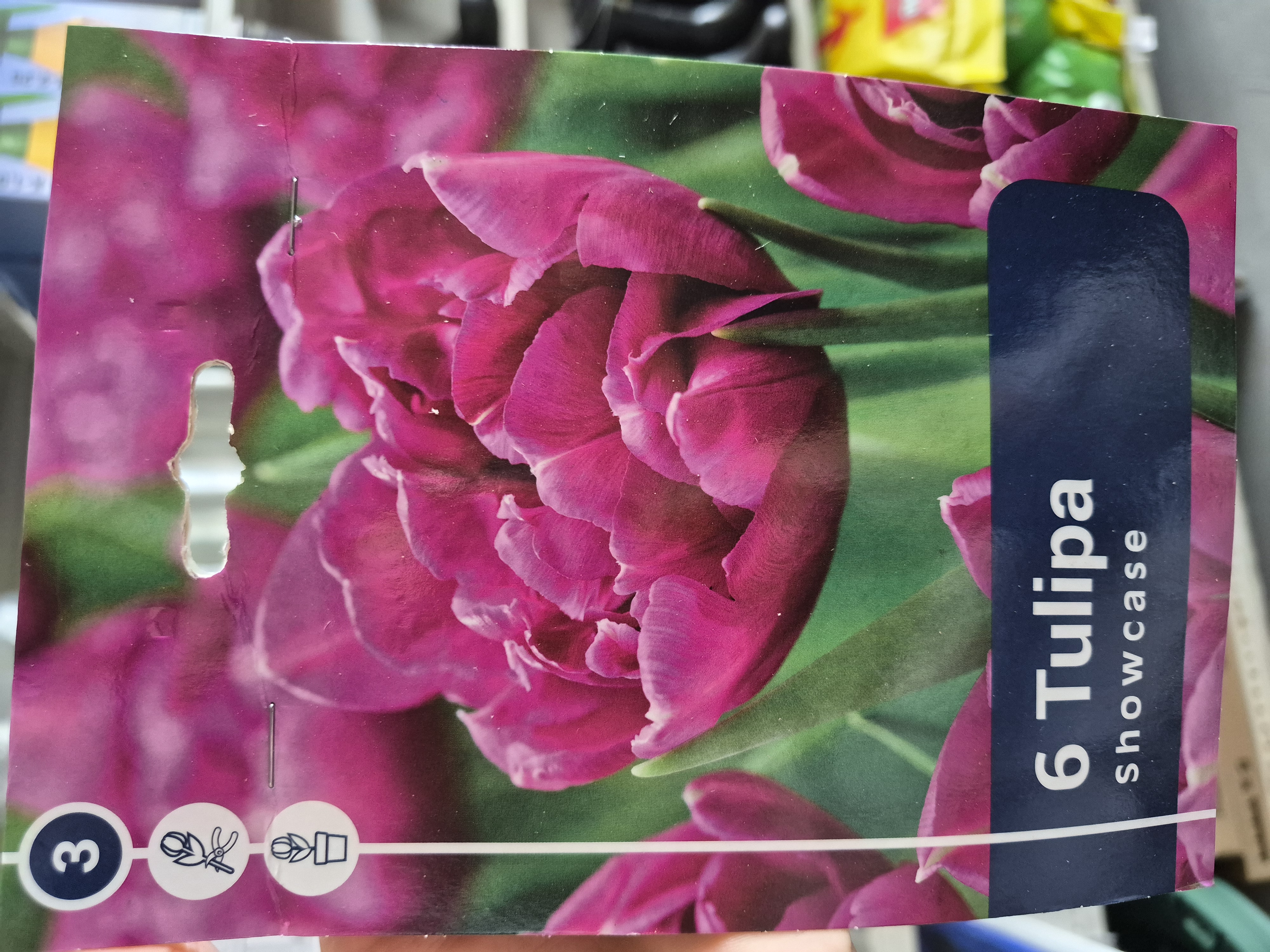 Tulipan Showcase