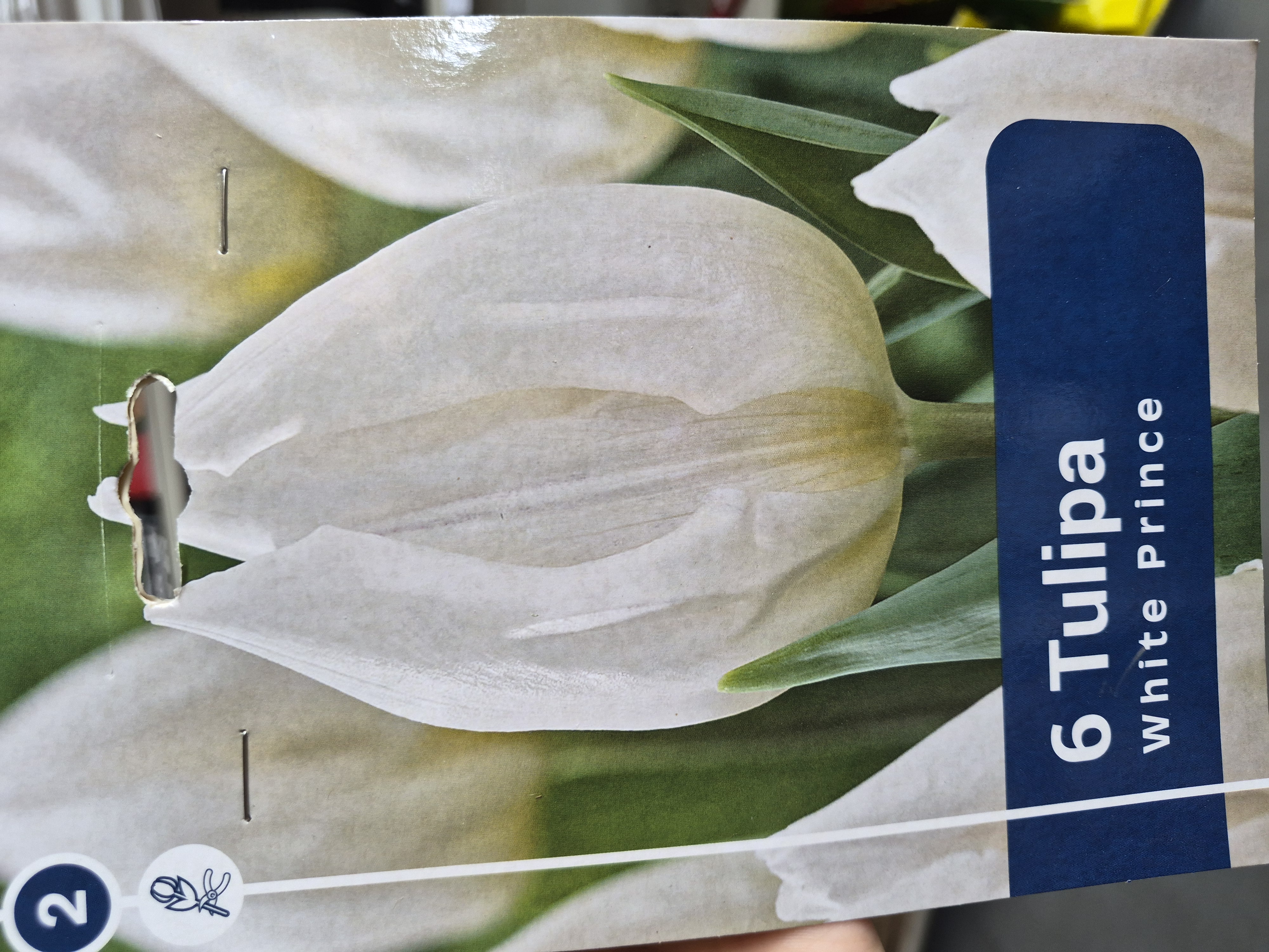 Tulipan White Prince