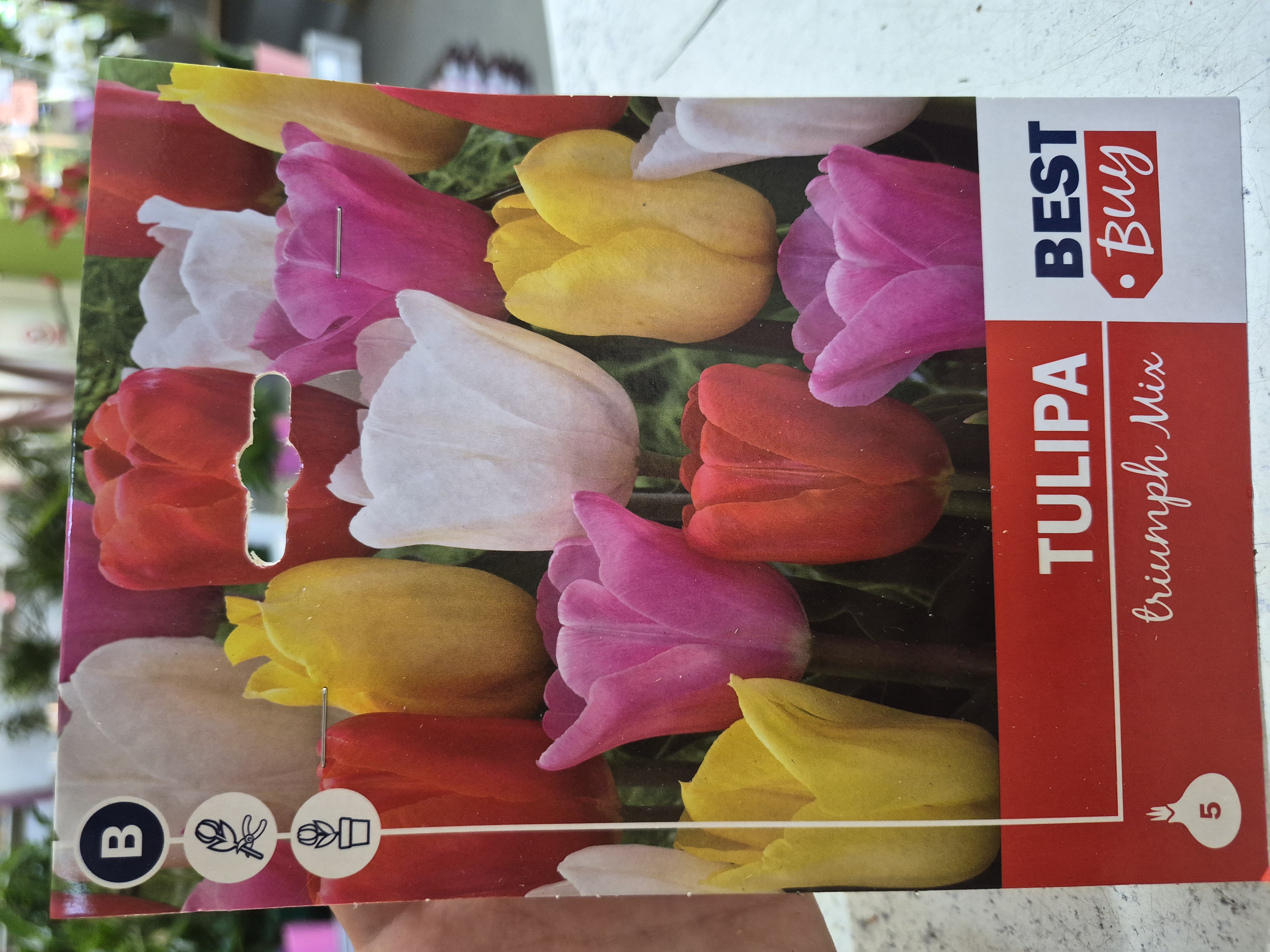 Tulipan Triumph Mix
