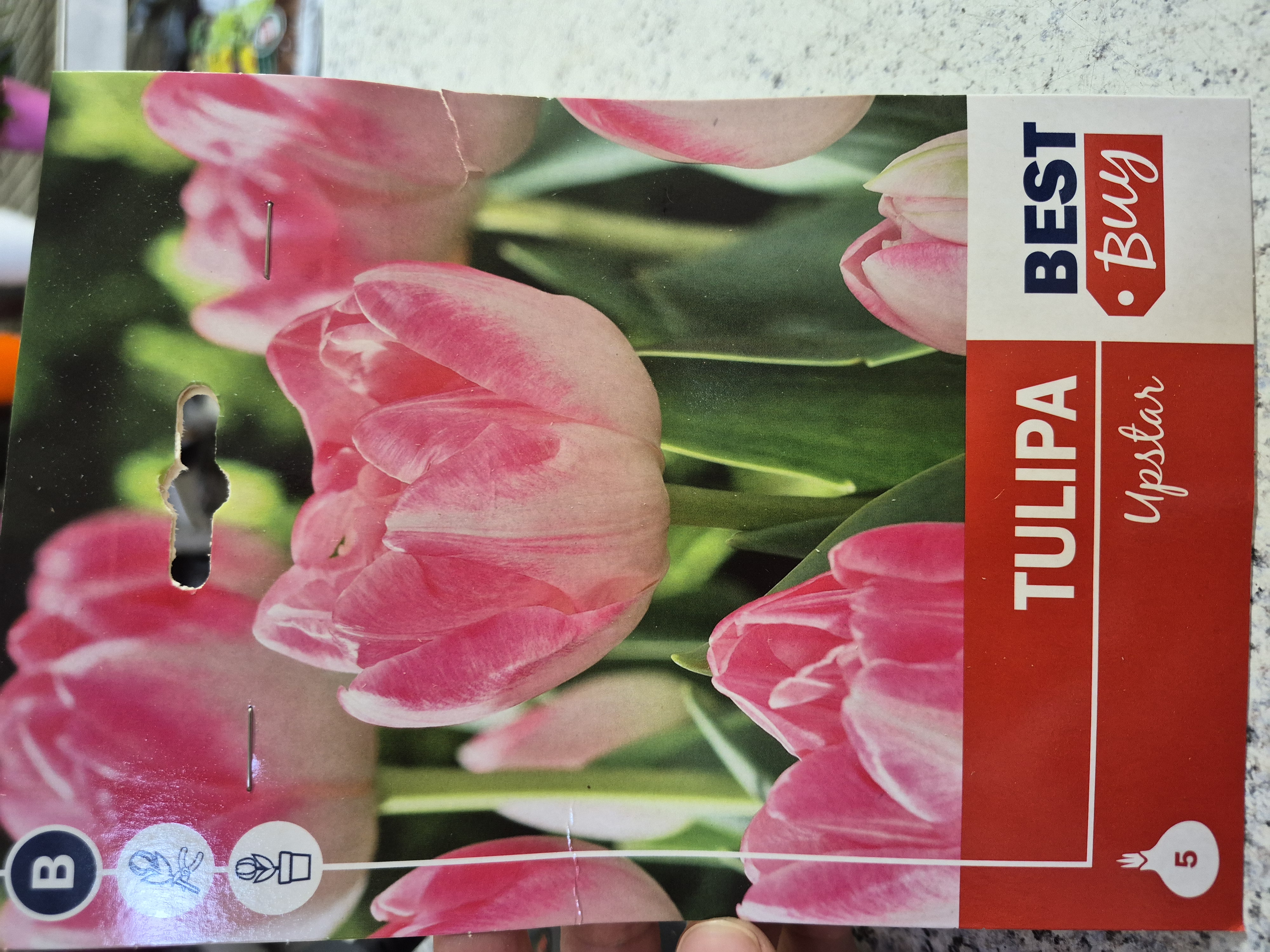 Tulipan Upstar 5kom