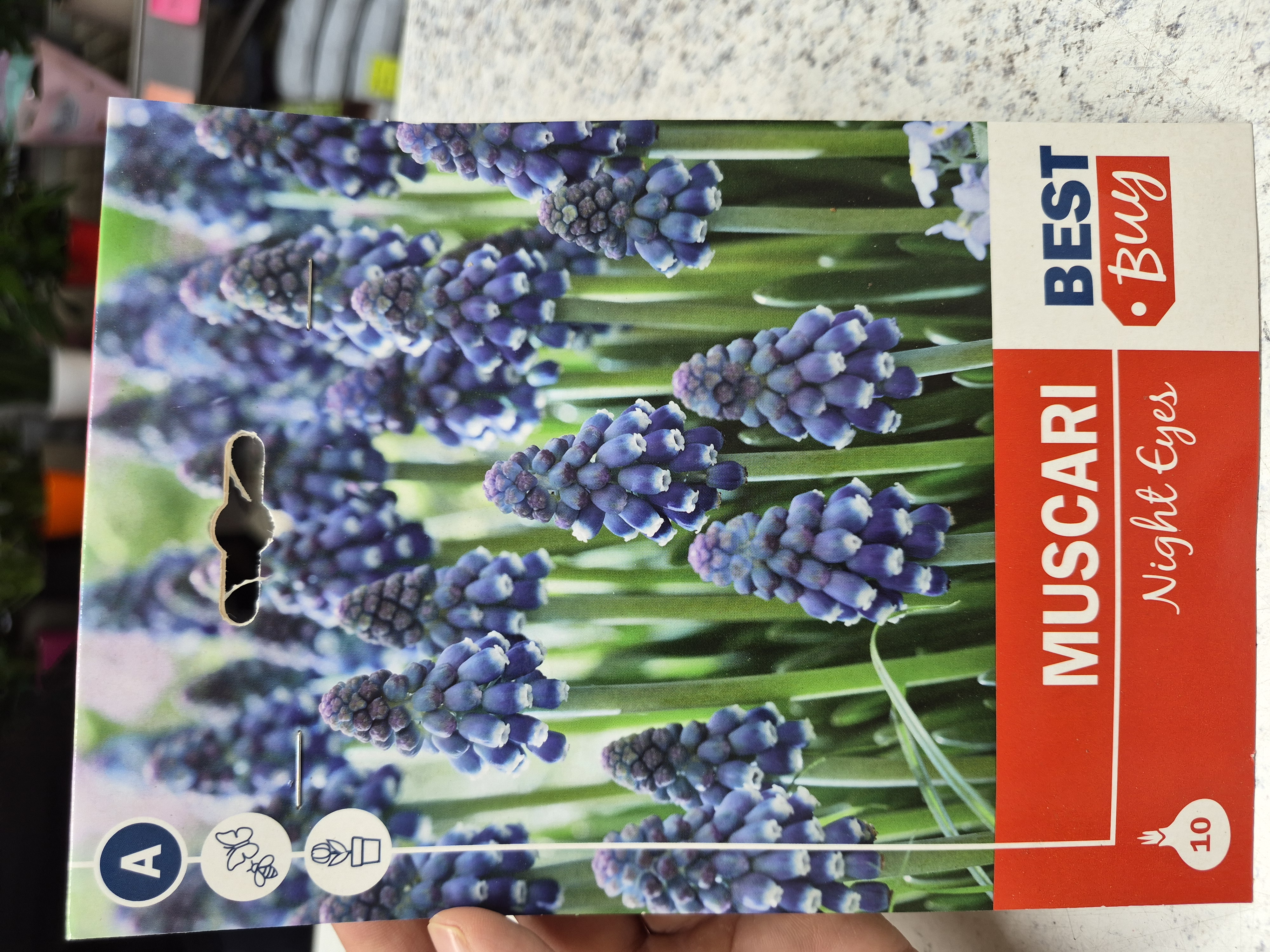 Muscari Night Eyes