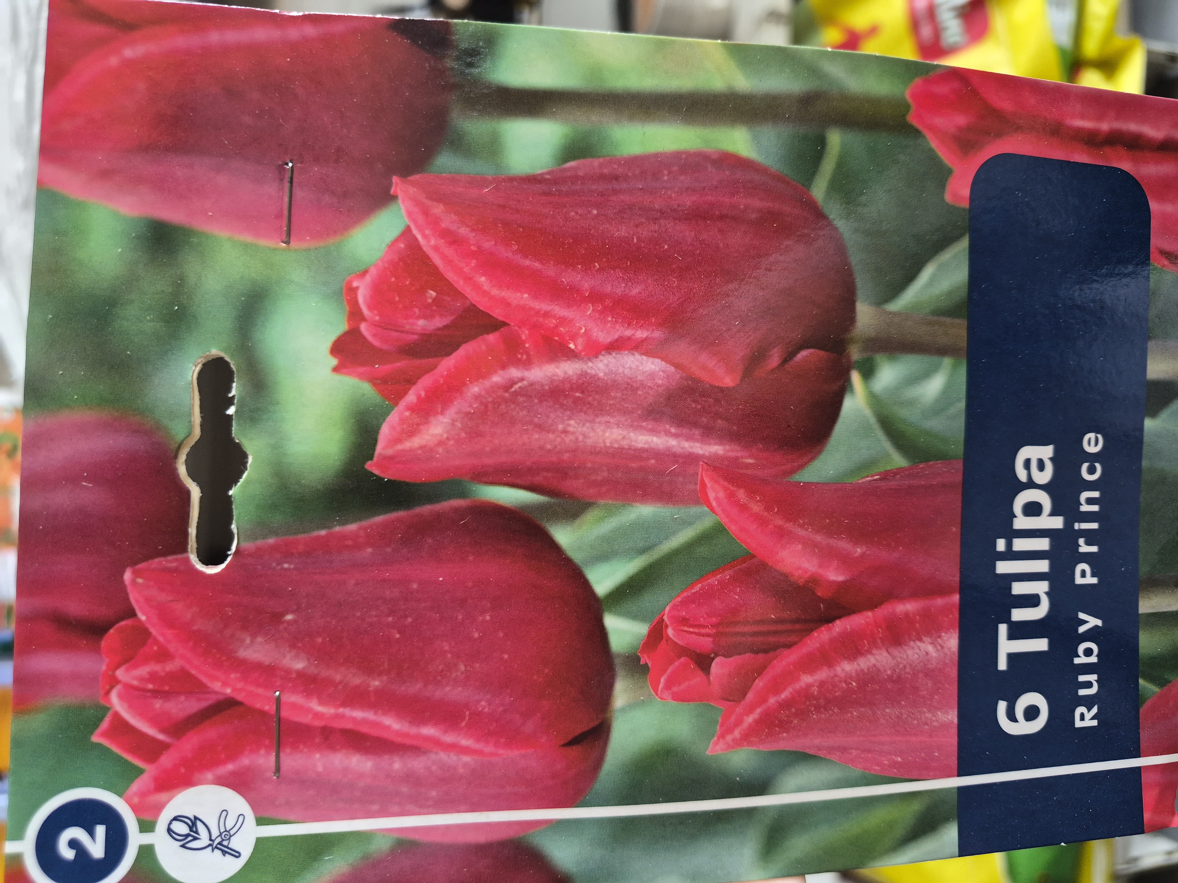 Tulipan Ruby Prince