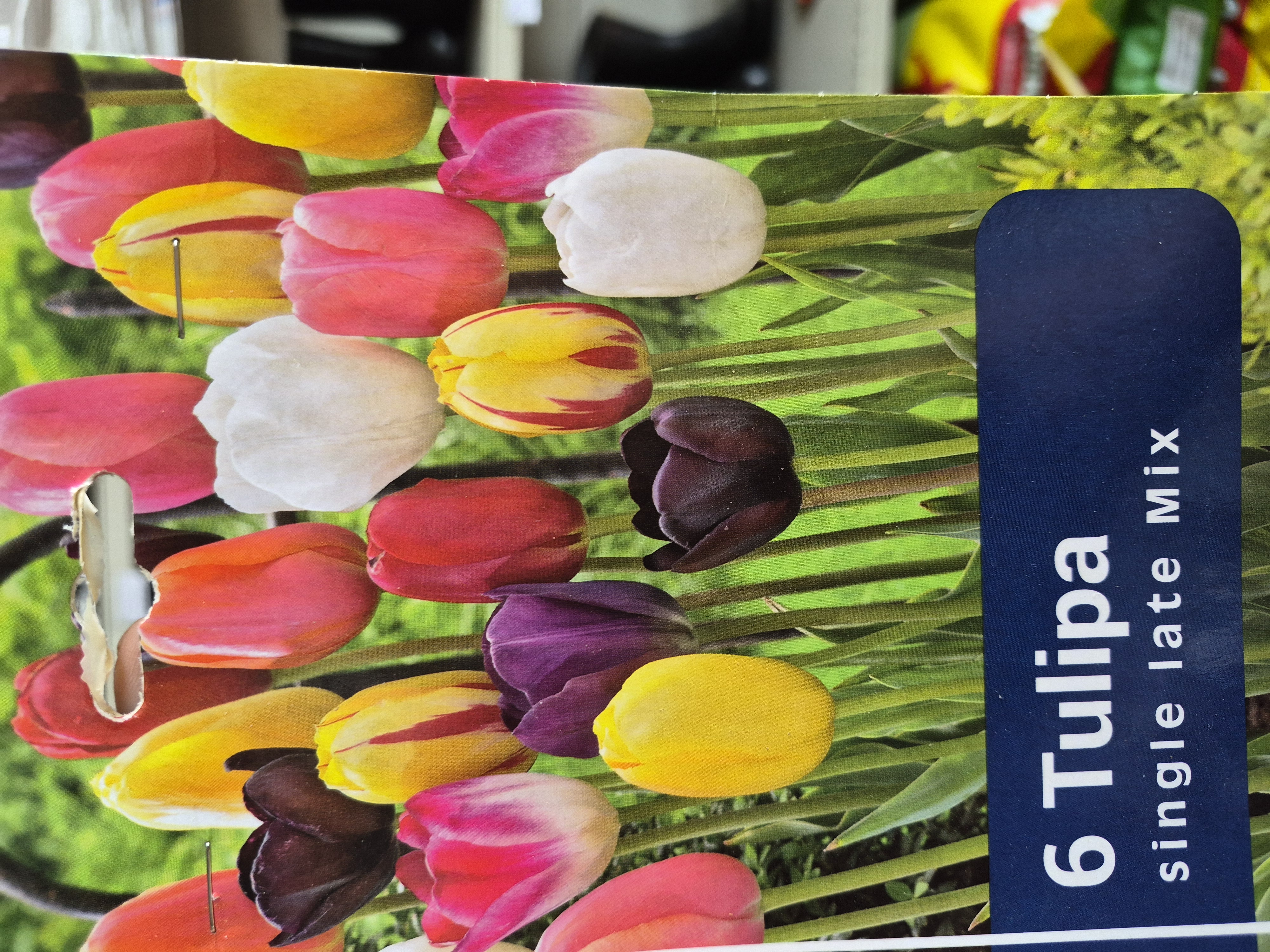 Tulipan single late Mix