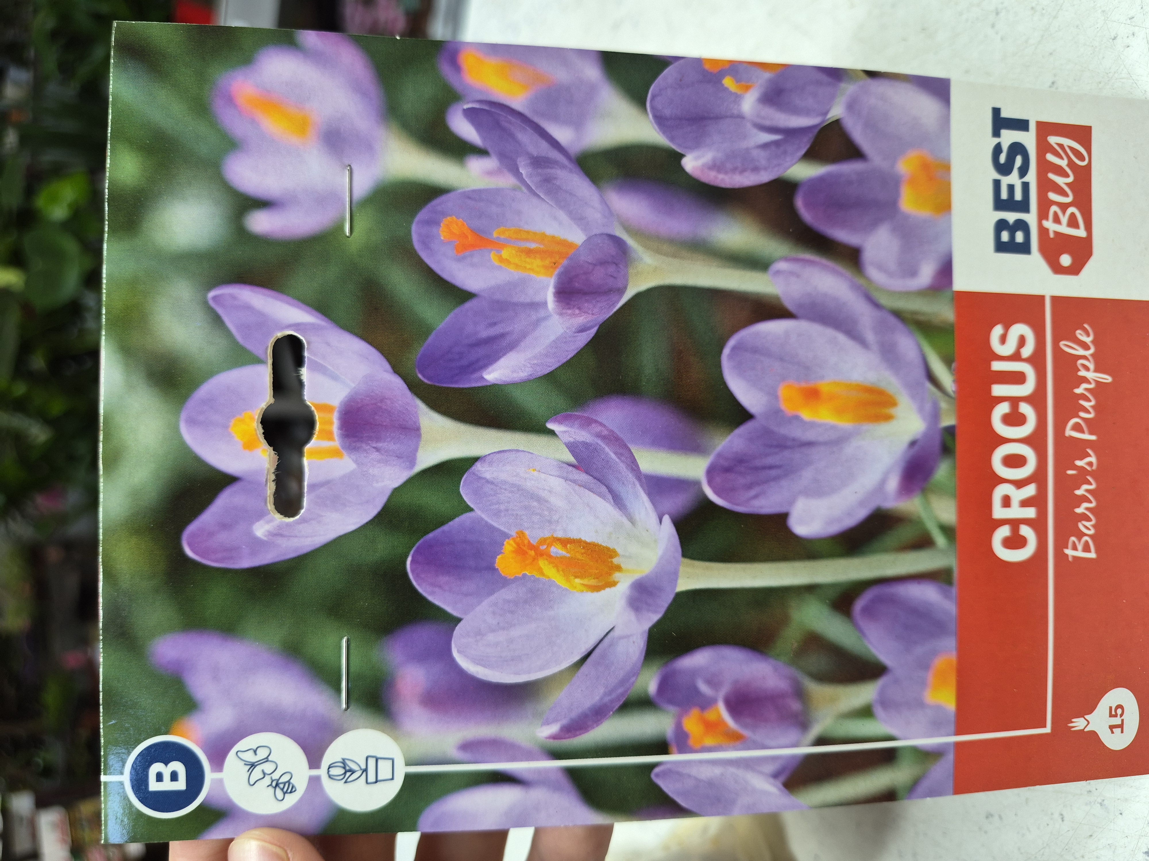 Crocus Barrs Purple