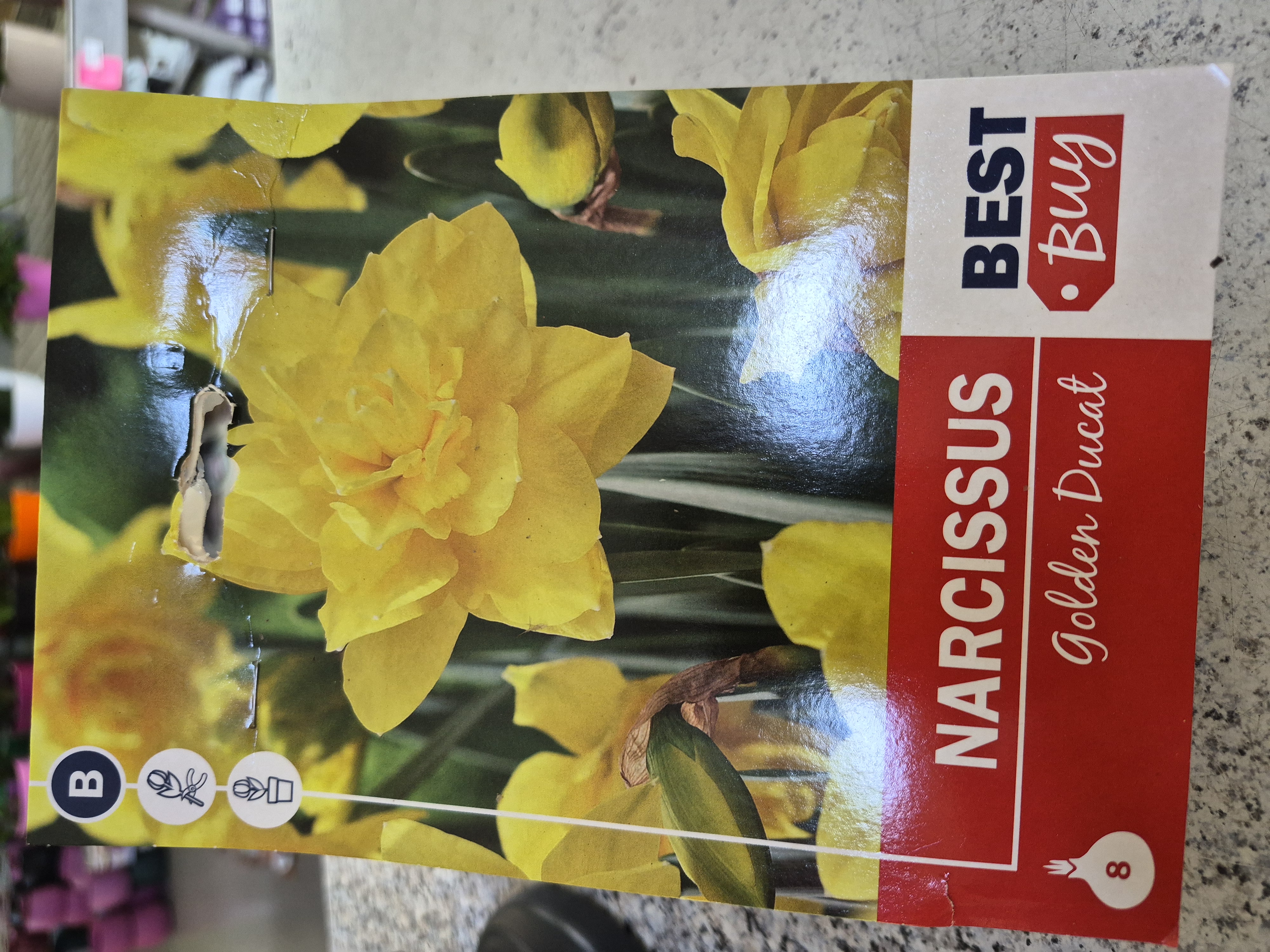 Narcis Golden Ducat