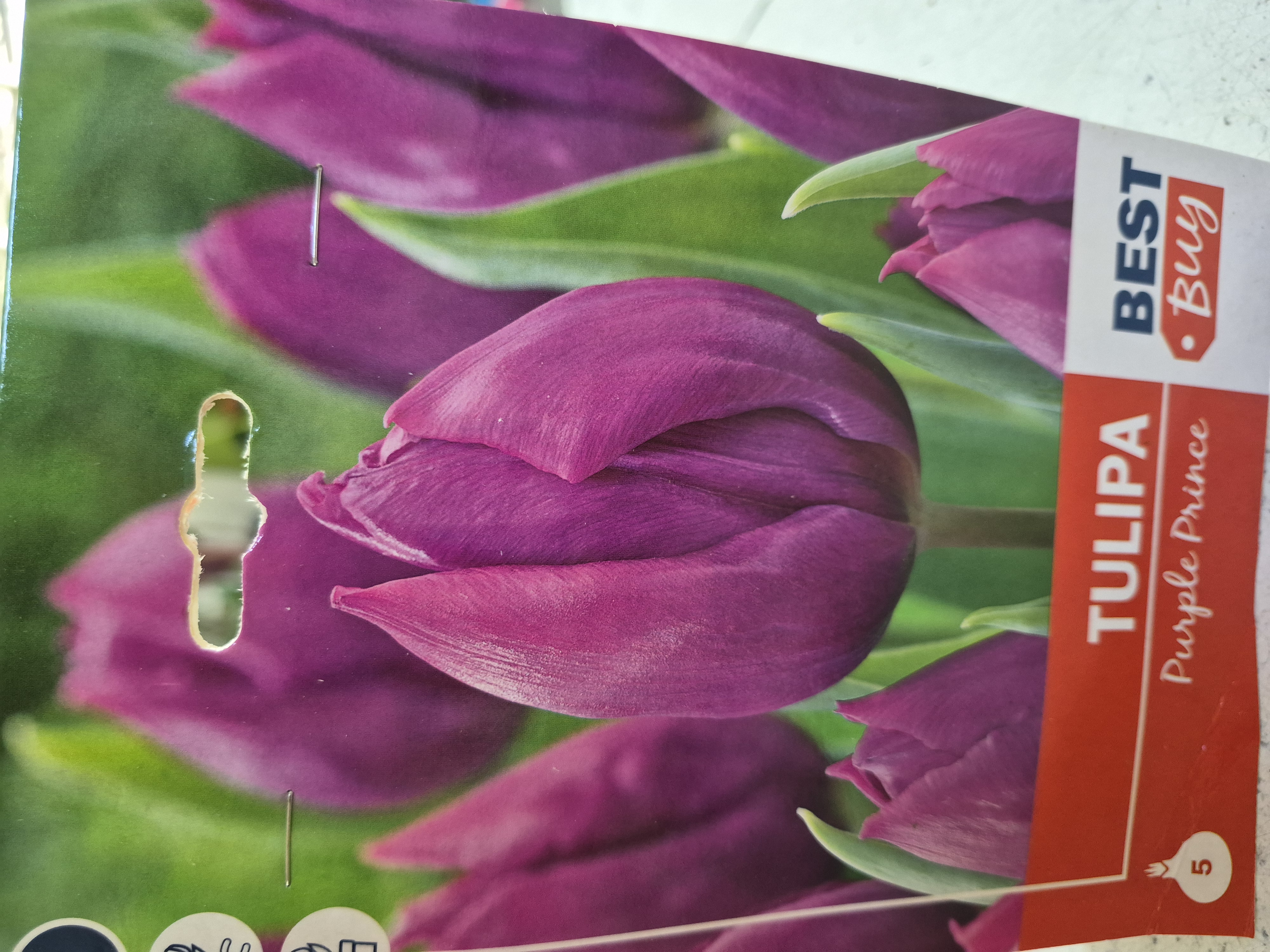 Tulipan Purple Prince