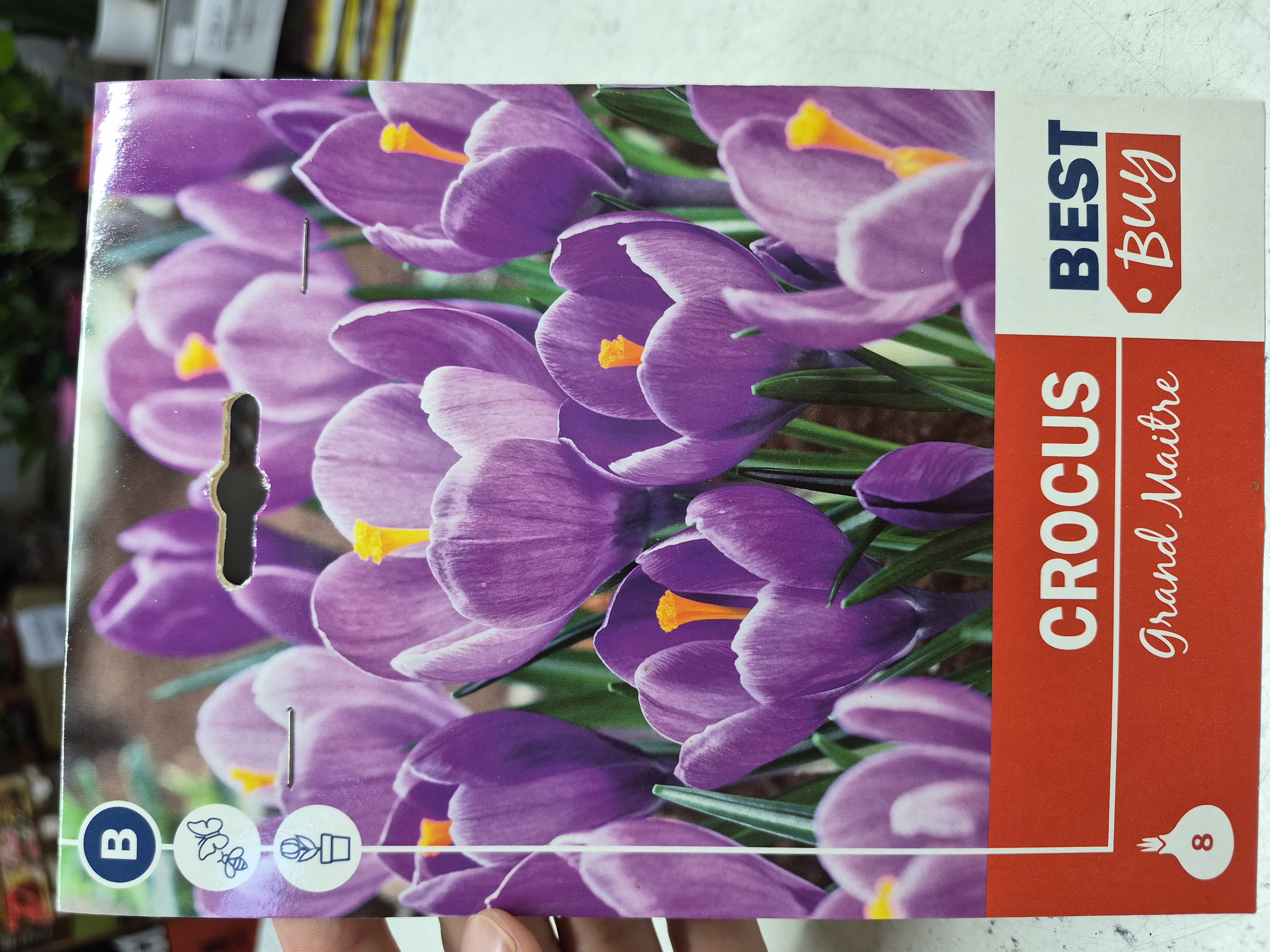 Crocus Grand Maitre