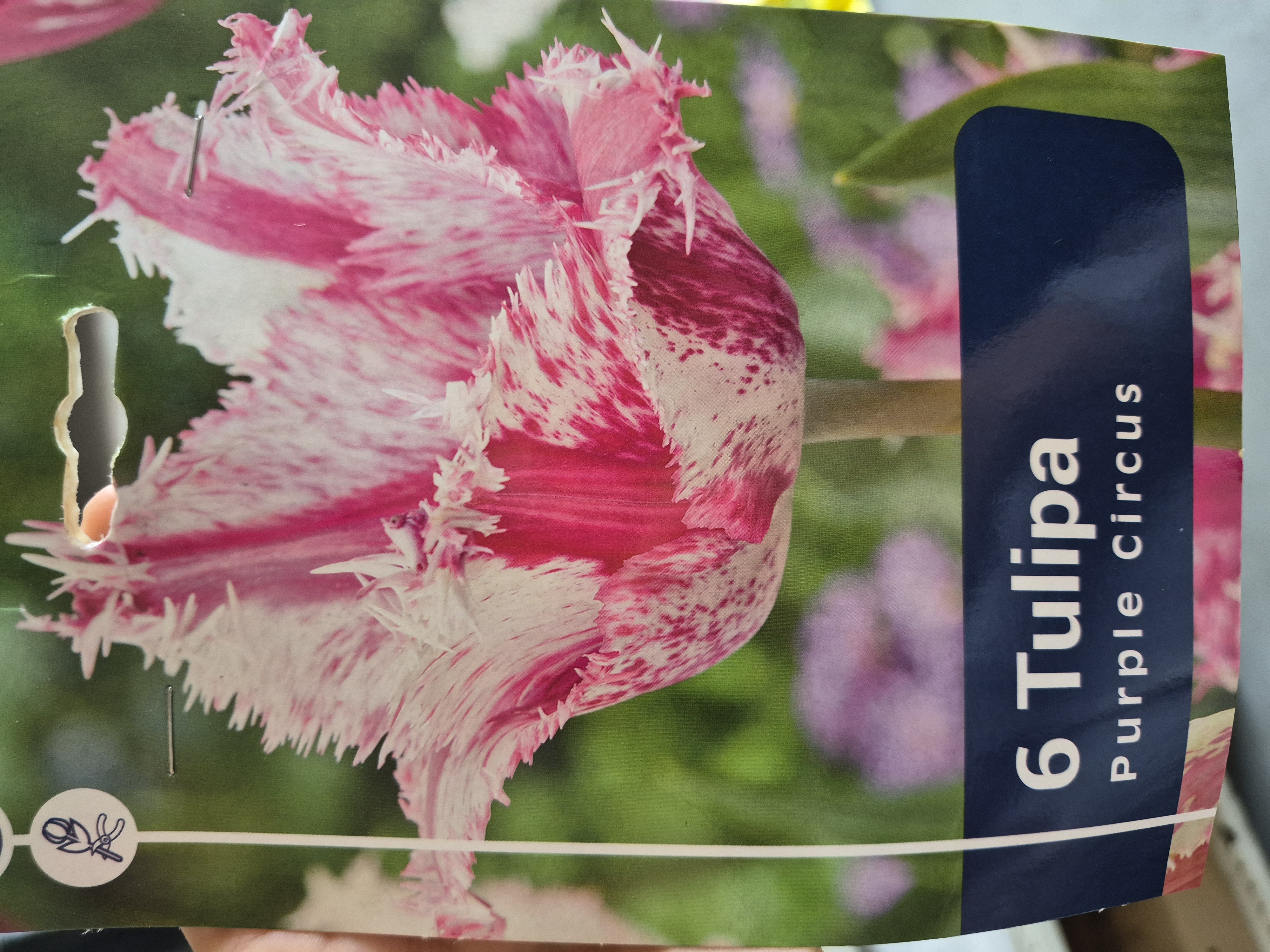 Tulipan Purple Circus