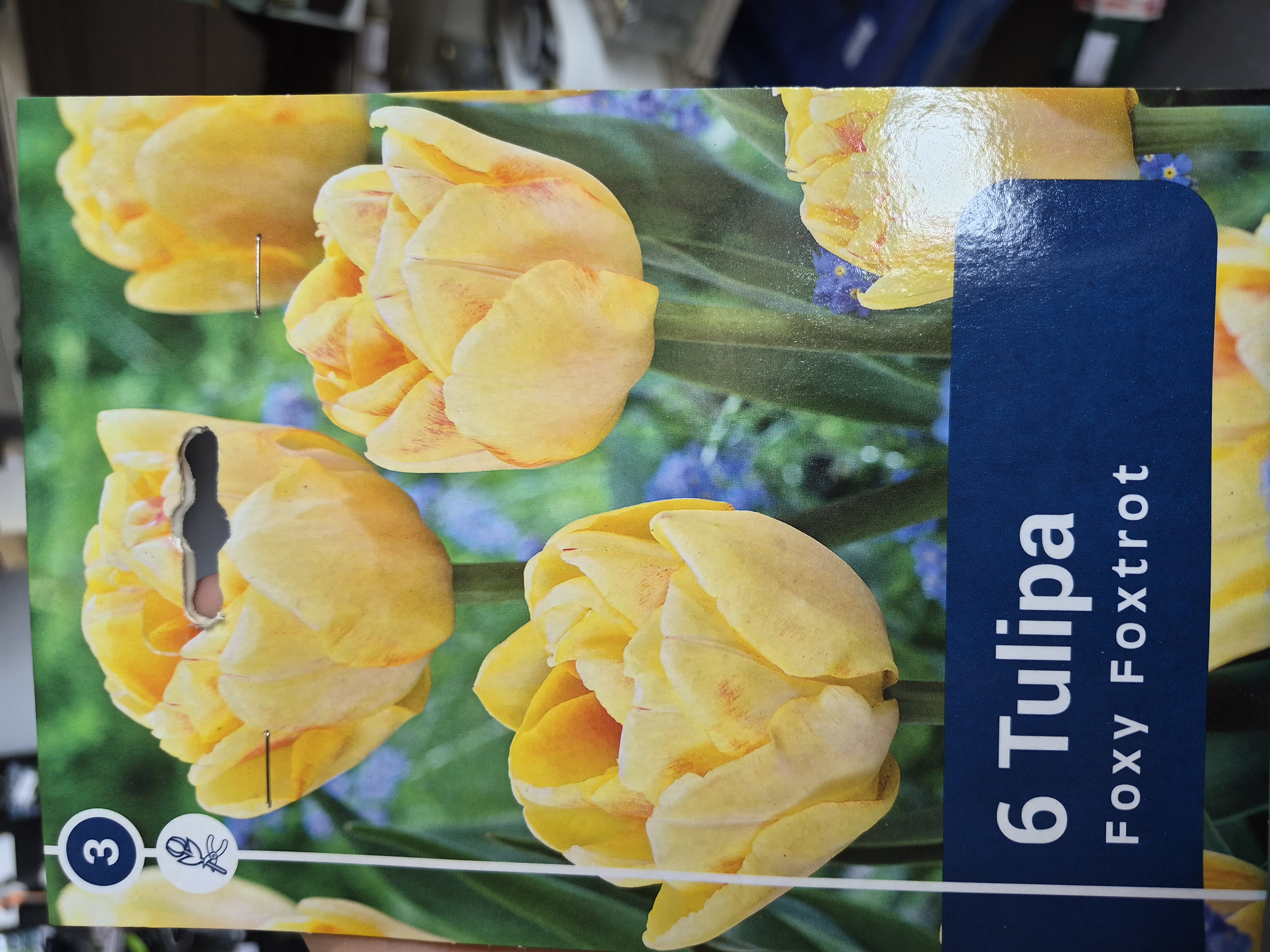 Tulipan Foxy Foxtrot