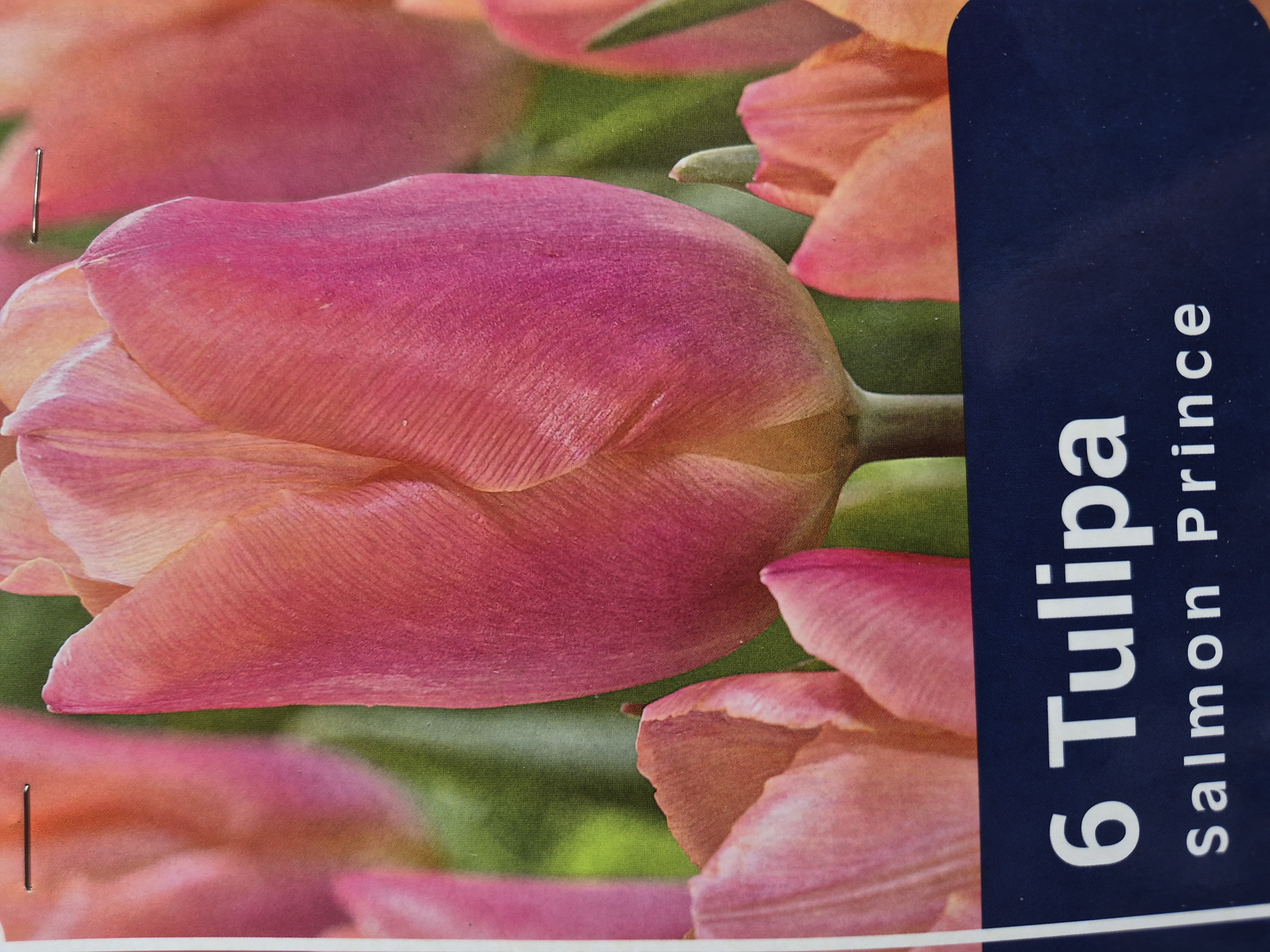 Tulipan Salmon Prince