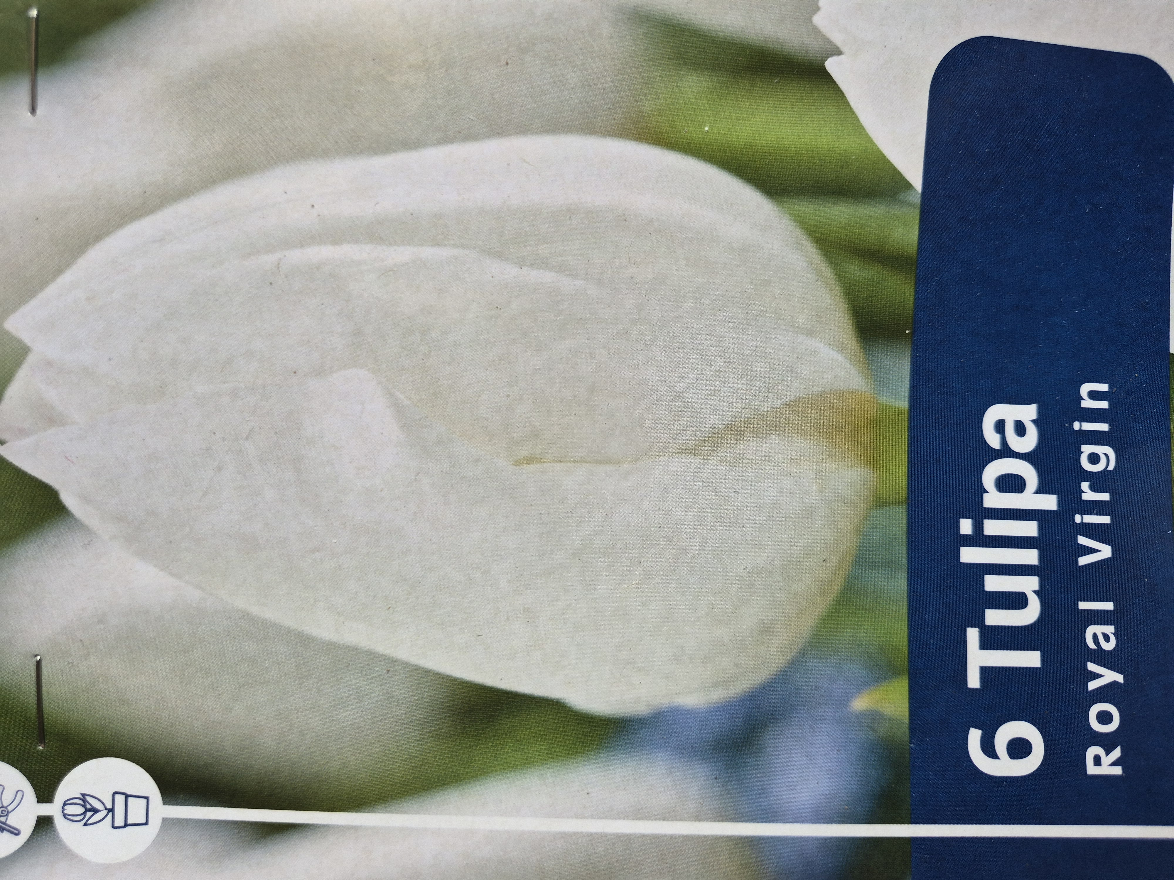 Tulipan Royal Virgin