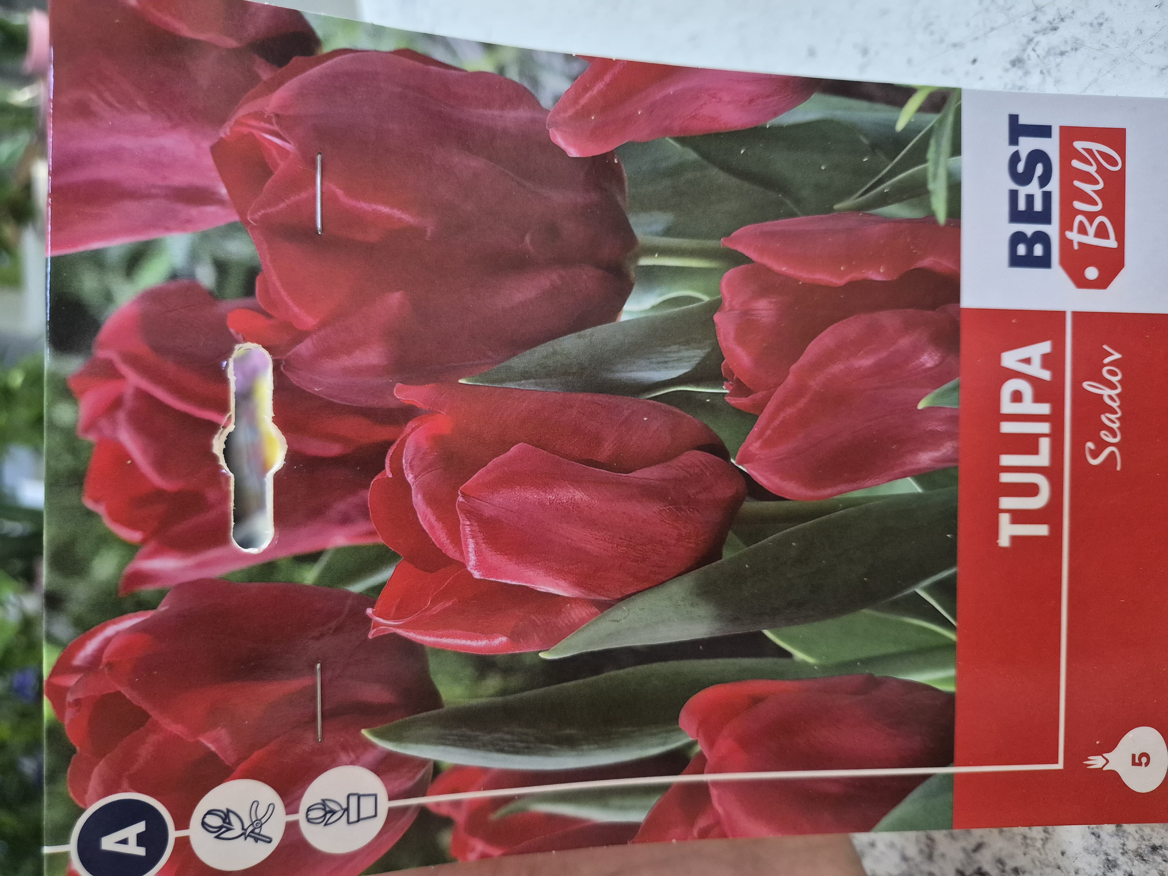 Tulipan Seadov