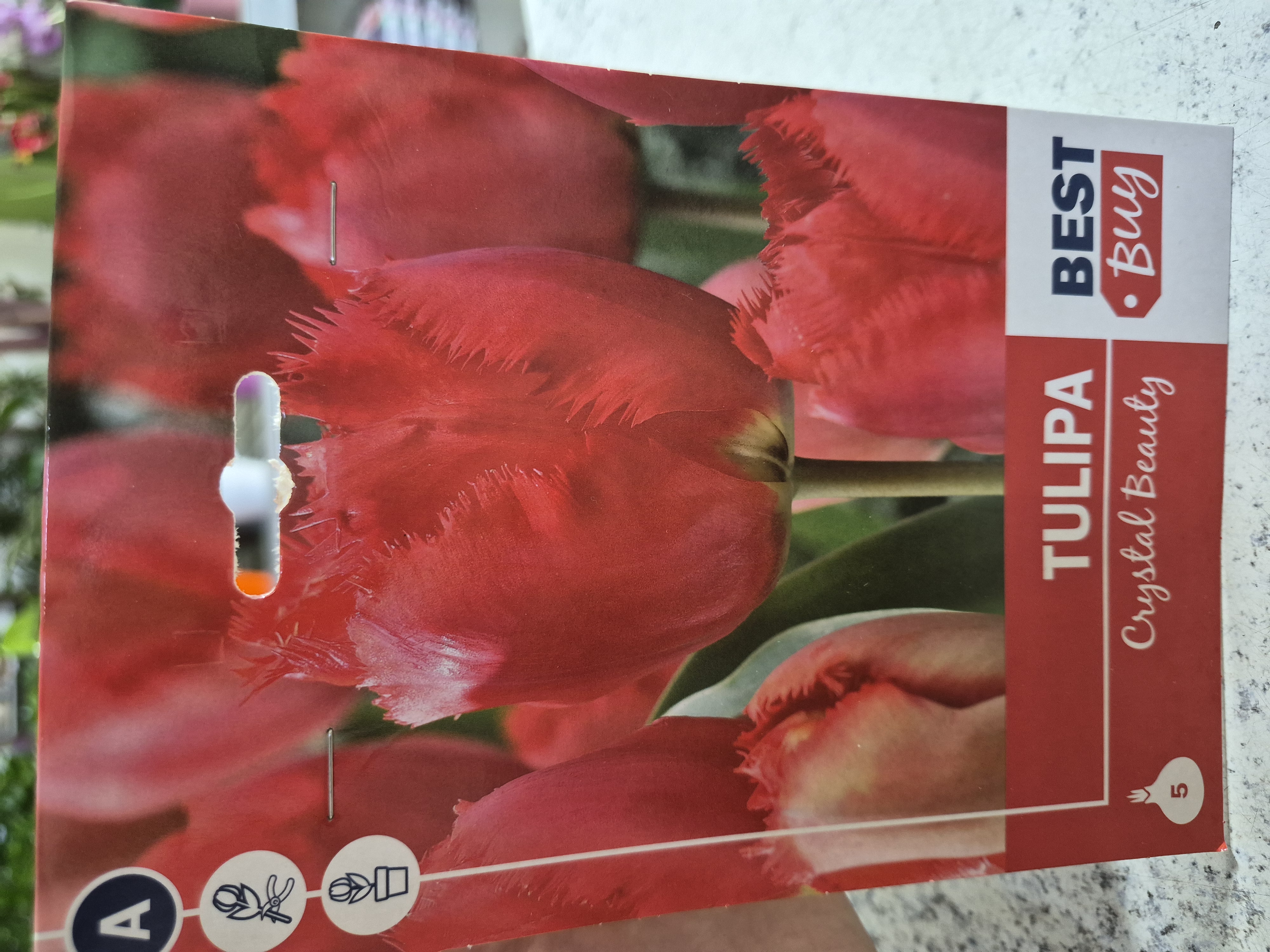 Tulipan Crystal Beauty