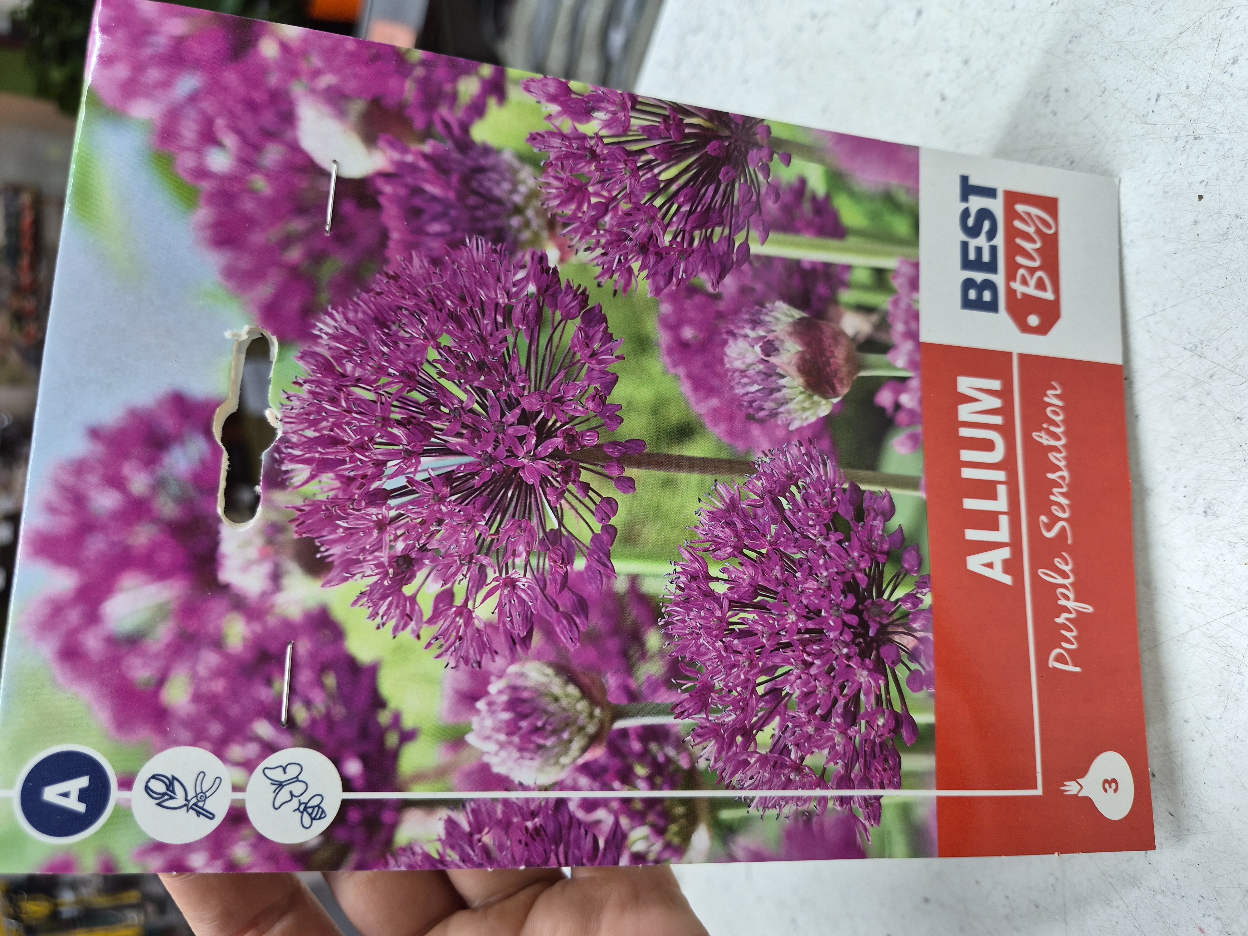 Allium Purple Sensation